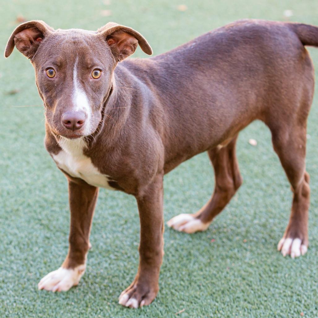 Enlarge Choco Taco, a Adoptable Mixed Breed in Cartersville, GA image 4/4