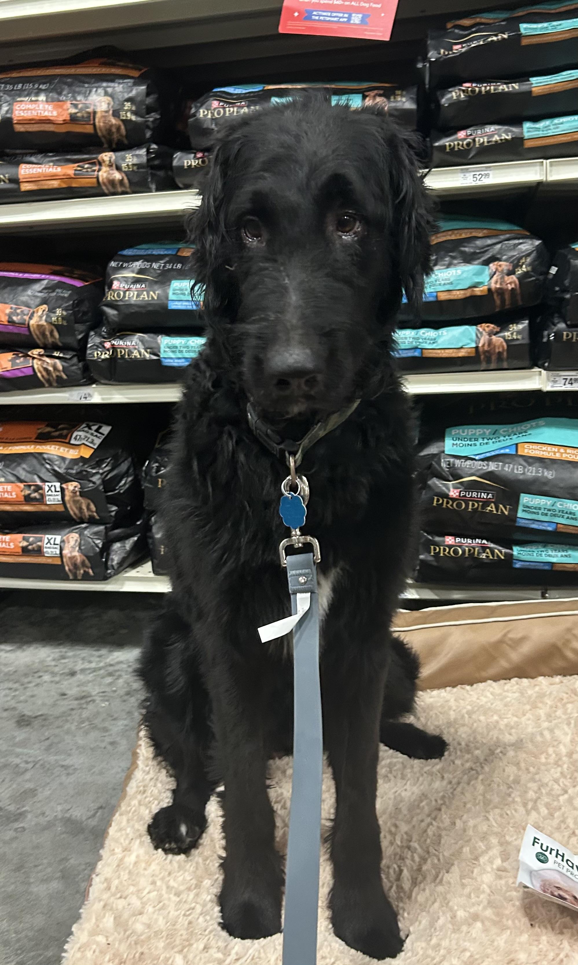 Archie, an adoptable Goldendoodle in Baker, LA, 70714 | Photo Image 1