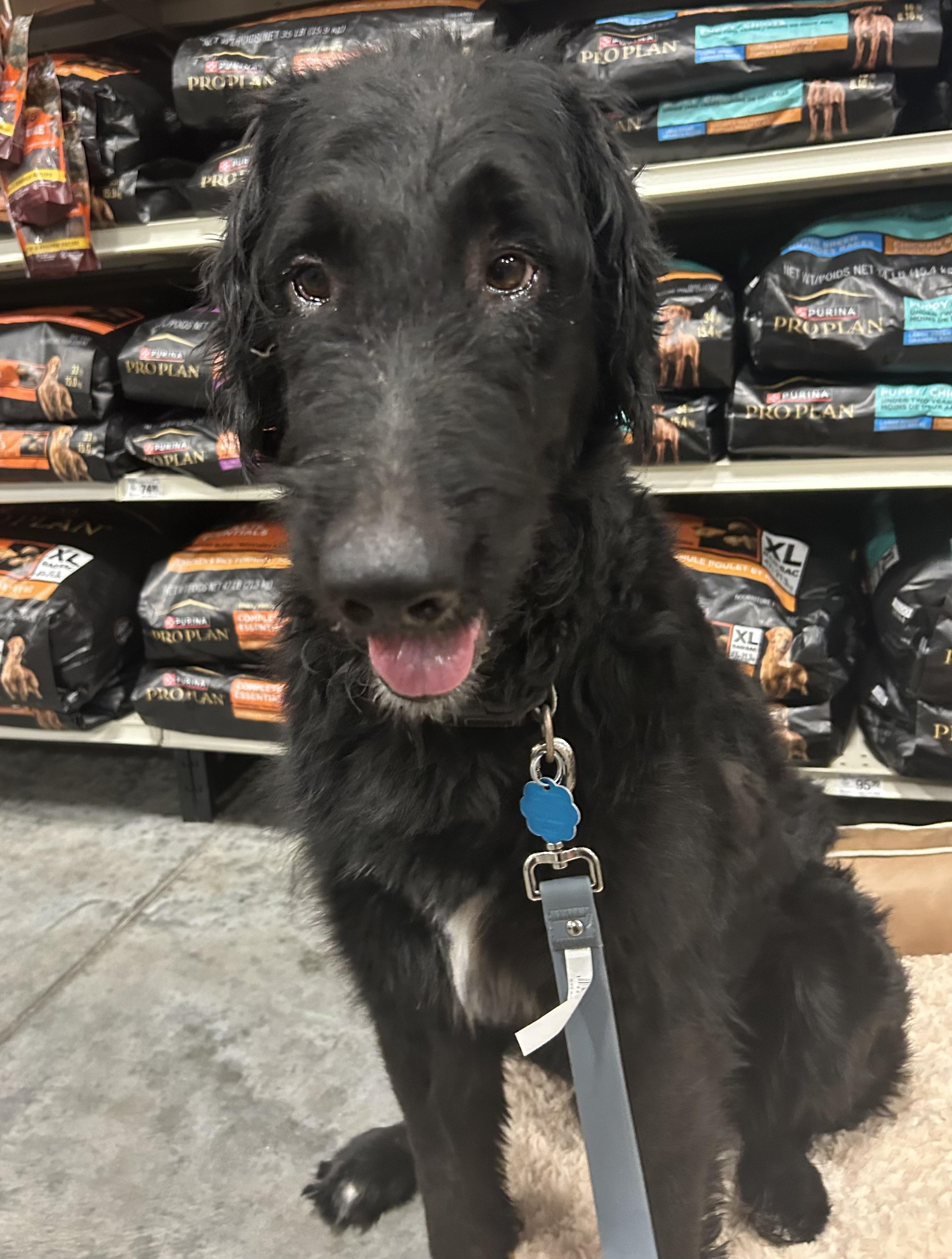 Archie, an adoptable Goldendoodle in Baker, LA, 70714 | Photo Image 3