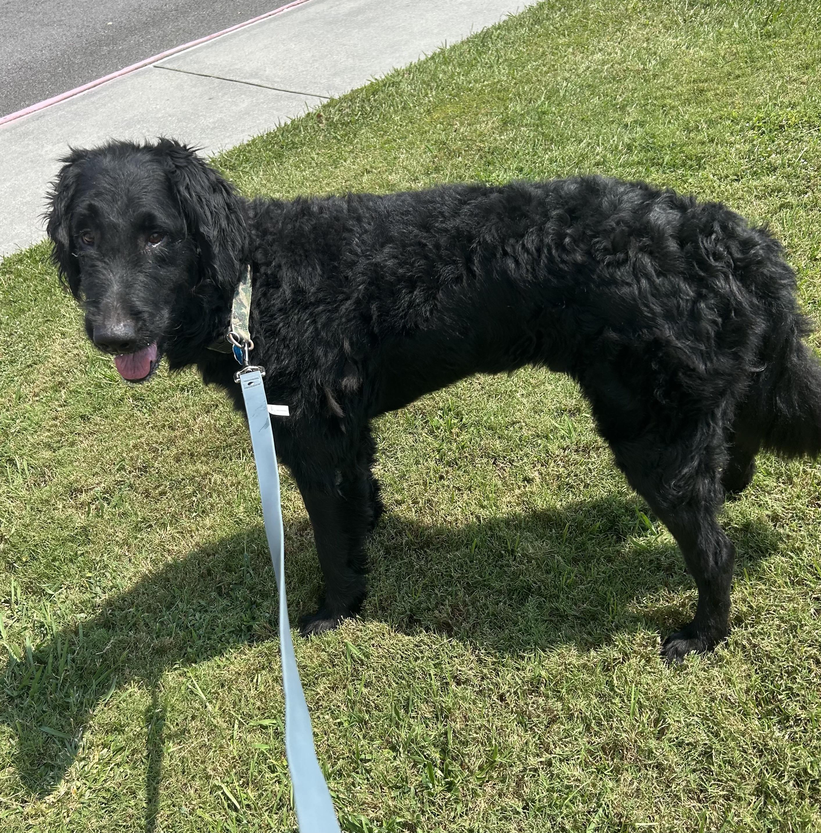 Archie, an adoptable Goldendoodle in Baker, LA, 70714 | Photo Image 2