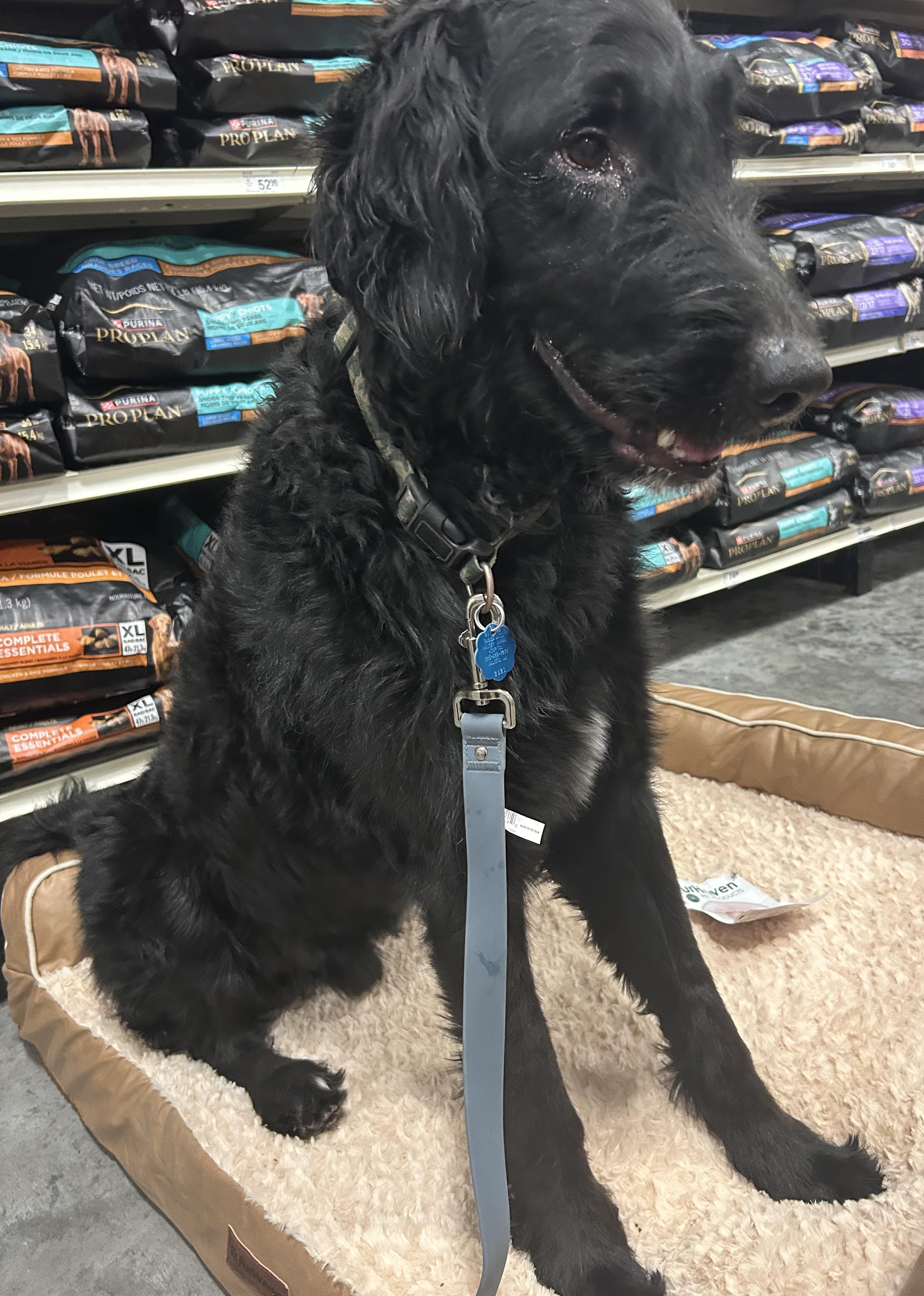 Archie, an adoptable Goldendoodle in Baker, LA, 70714 | Photo Image 5