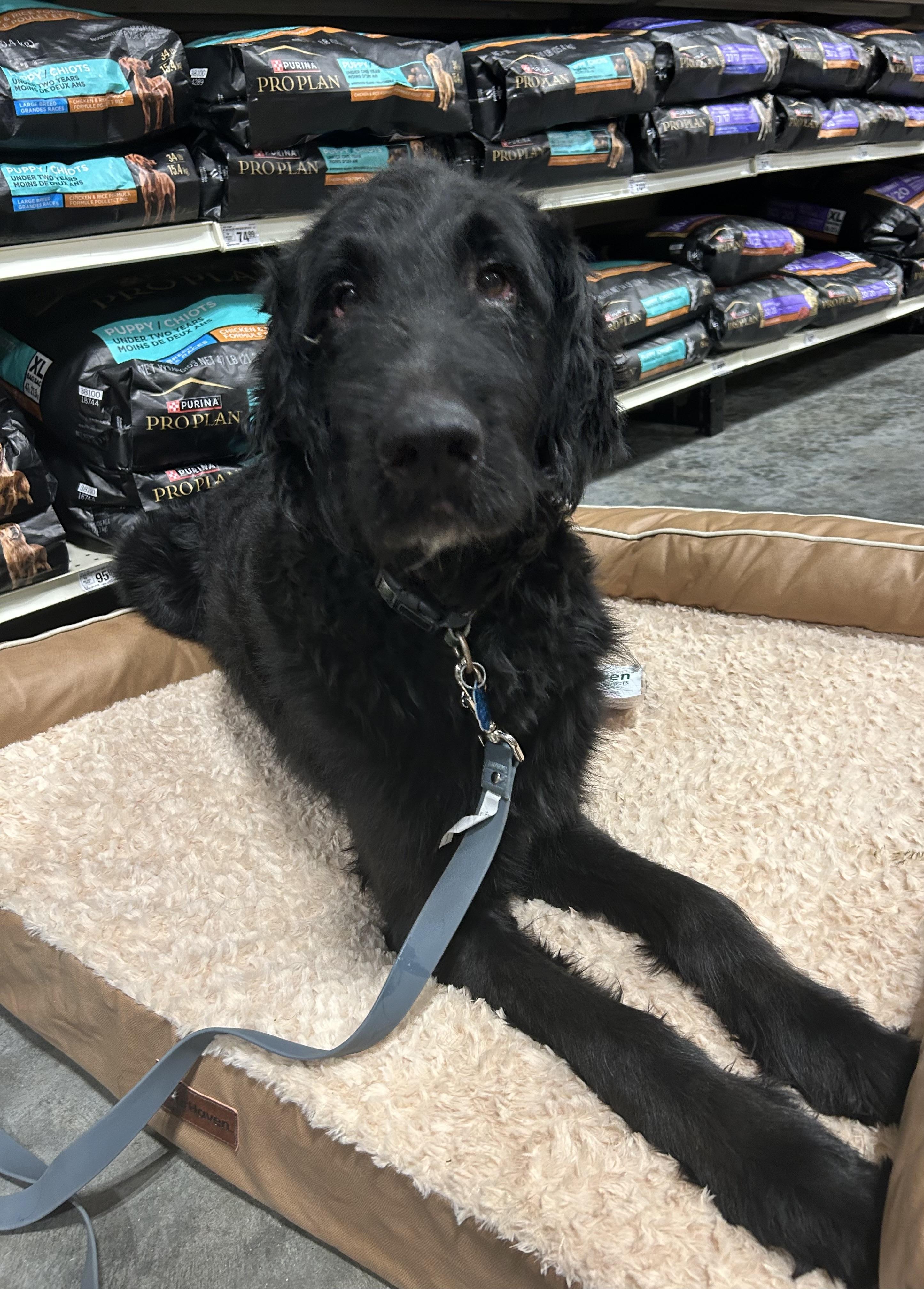 Archie, an adoptable Goldendoodle in Baker, LA, 70714 | Photo Image 4