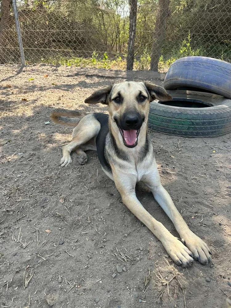 Enlarge Alice, a Adoptable Mixed Breed in San Francisco, CA image 3/6