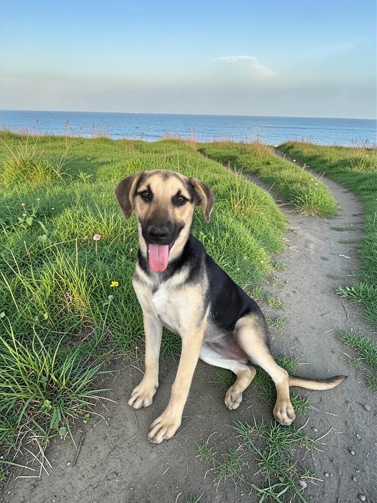 Enlarge Alice, a Adoptable Mixed Breed in San Francisco, CA image 1/6