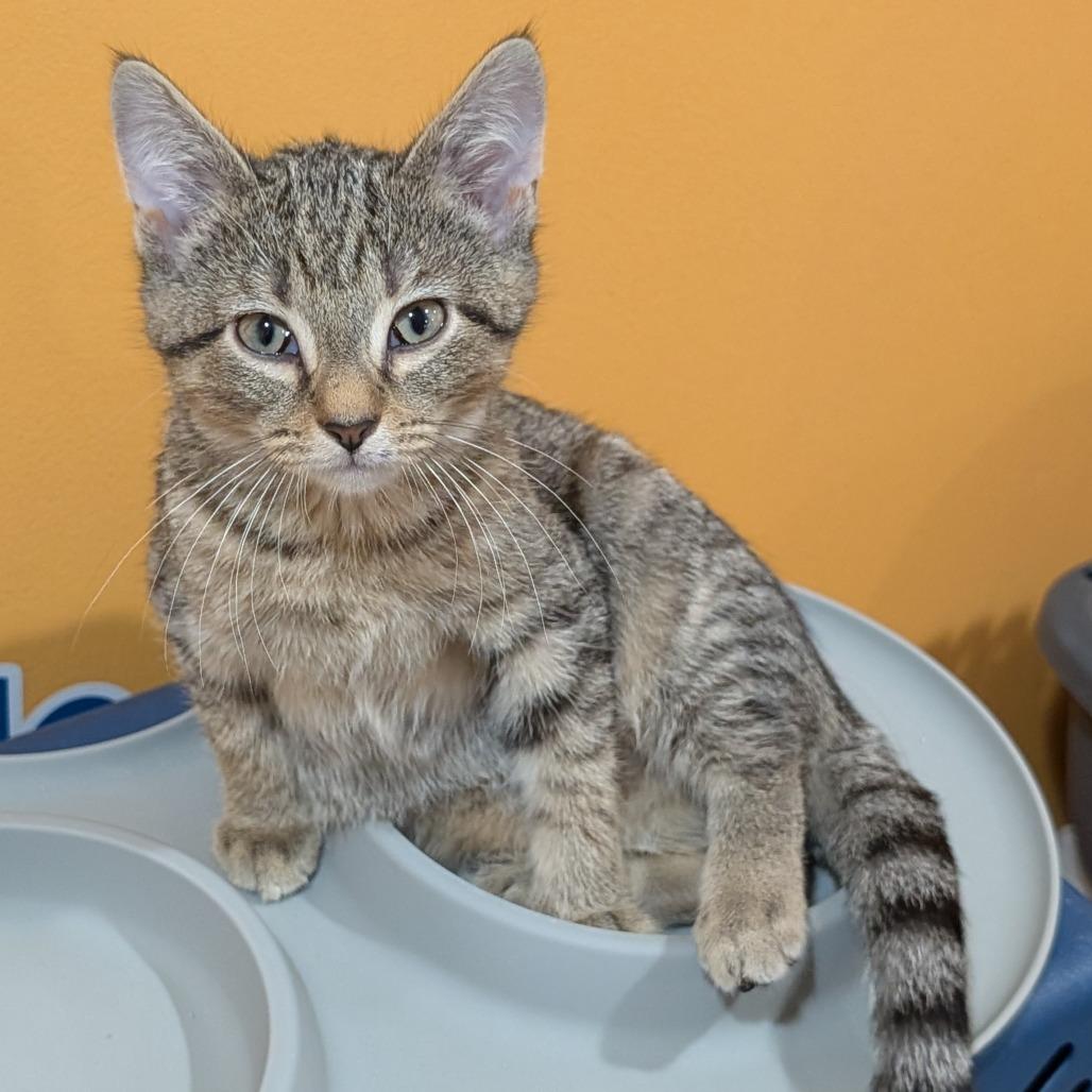 Goose, Adoptable, Kitten Male Domestic Short Hair.