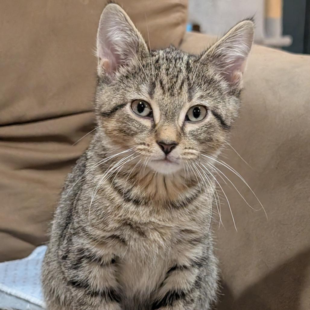 Enlarge Goose, a Adoptable Domestic Short Hair in Roselle, IL image 2/2