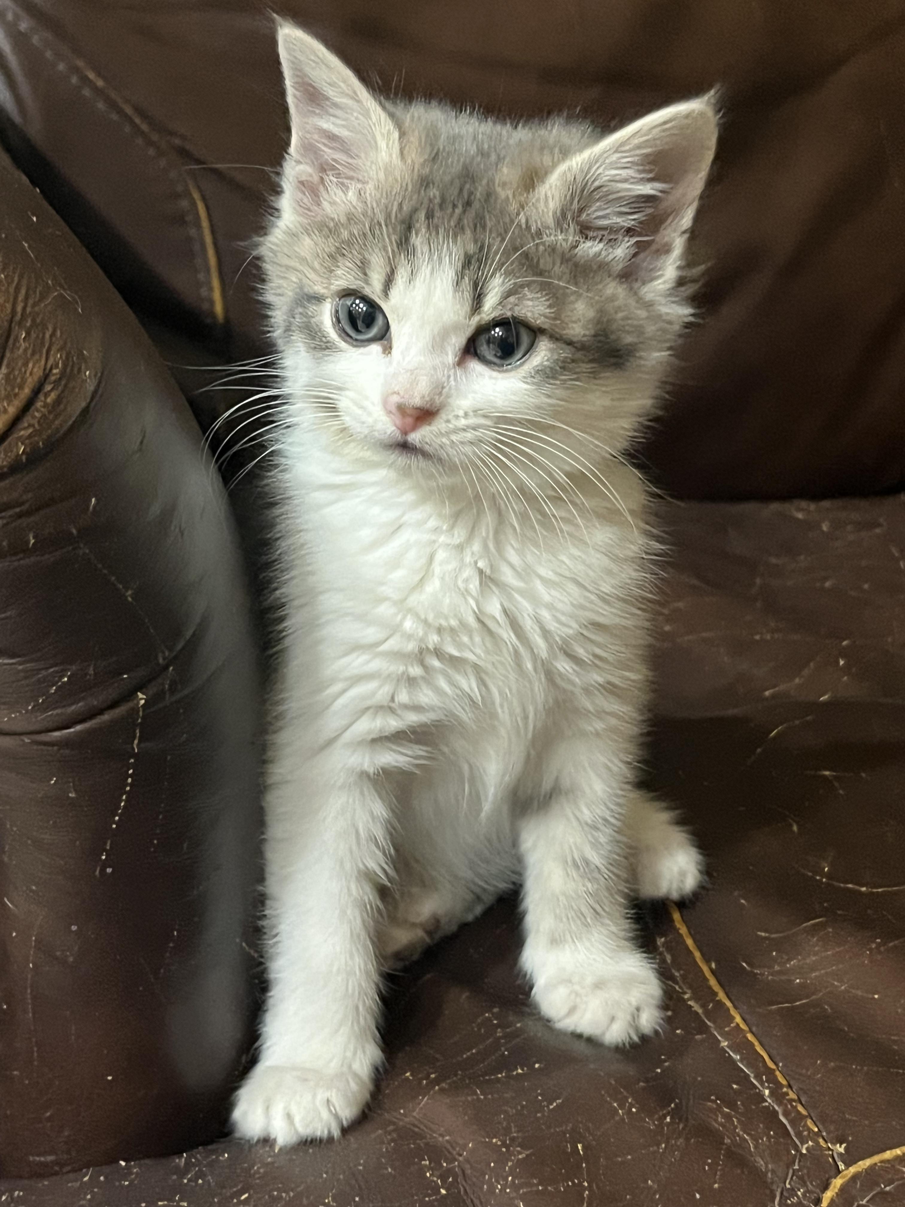 Enlarge Dewey, an adopted Domestic Medium Hair in San Juan Capistrano, CA image 2/3