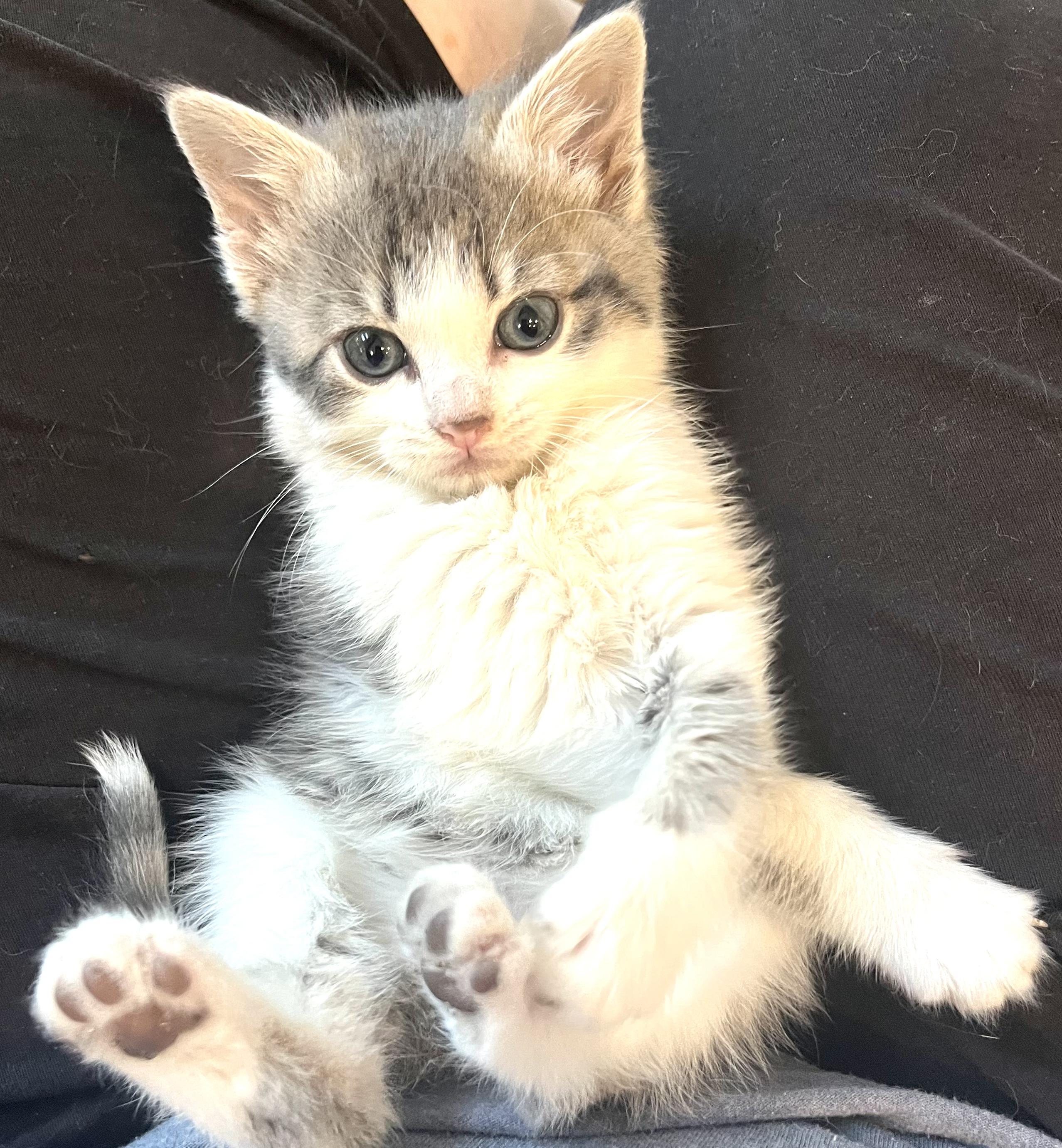 Enlarge Dewey, an adopted Domestic Medium Hair in San Juan Capistrano, CA image 3/3