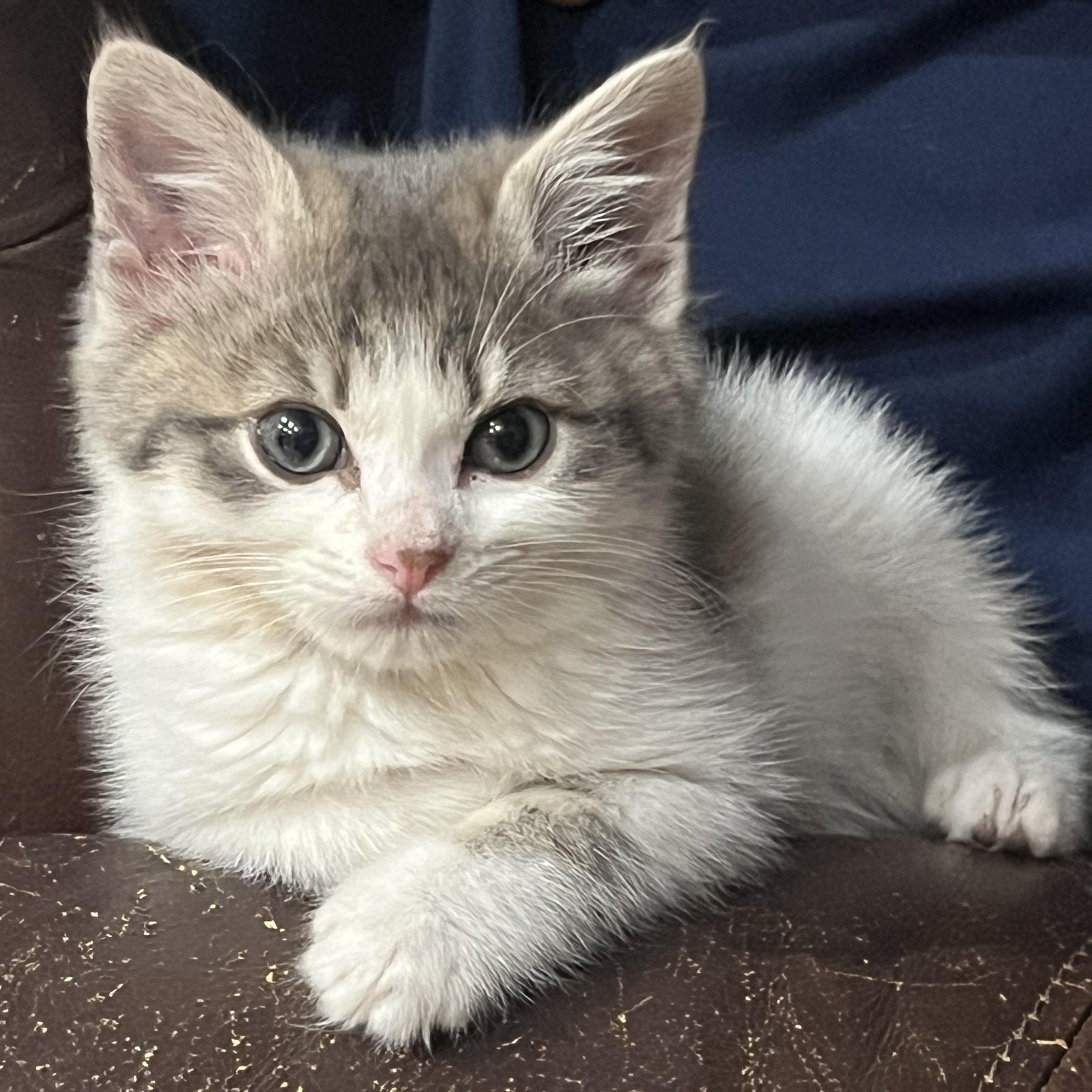 Dewey, Adoptable, Kitten Male Domestic Medium Hair.