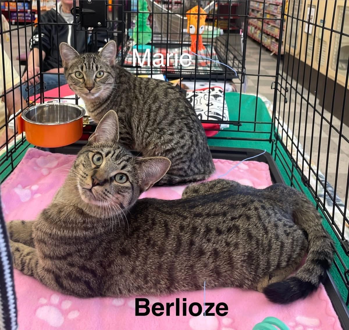 Enlarge Berlioz , a ADOPTABLE Tabby in Sacramento, CA image 1/1