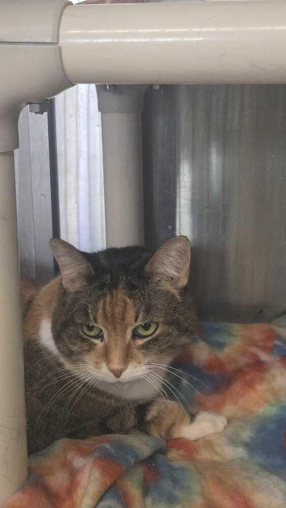 Fable, Adoptable, Senior Female Domestic Short Hair.