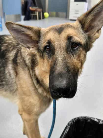 Enlarge Dory, a Adoptable German Shepherd Dog in Silver Springs, NV image 1/1
