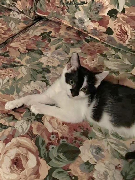 Golden, Adoptable, Kitten Female Domestic Short Hair.