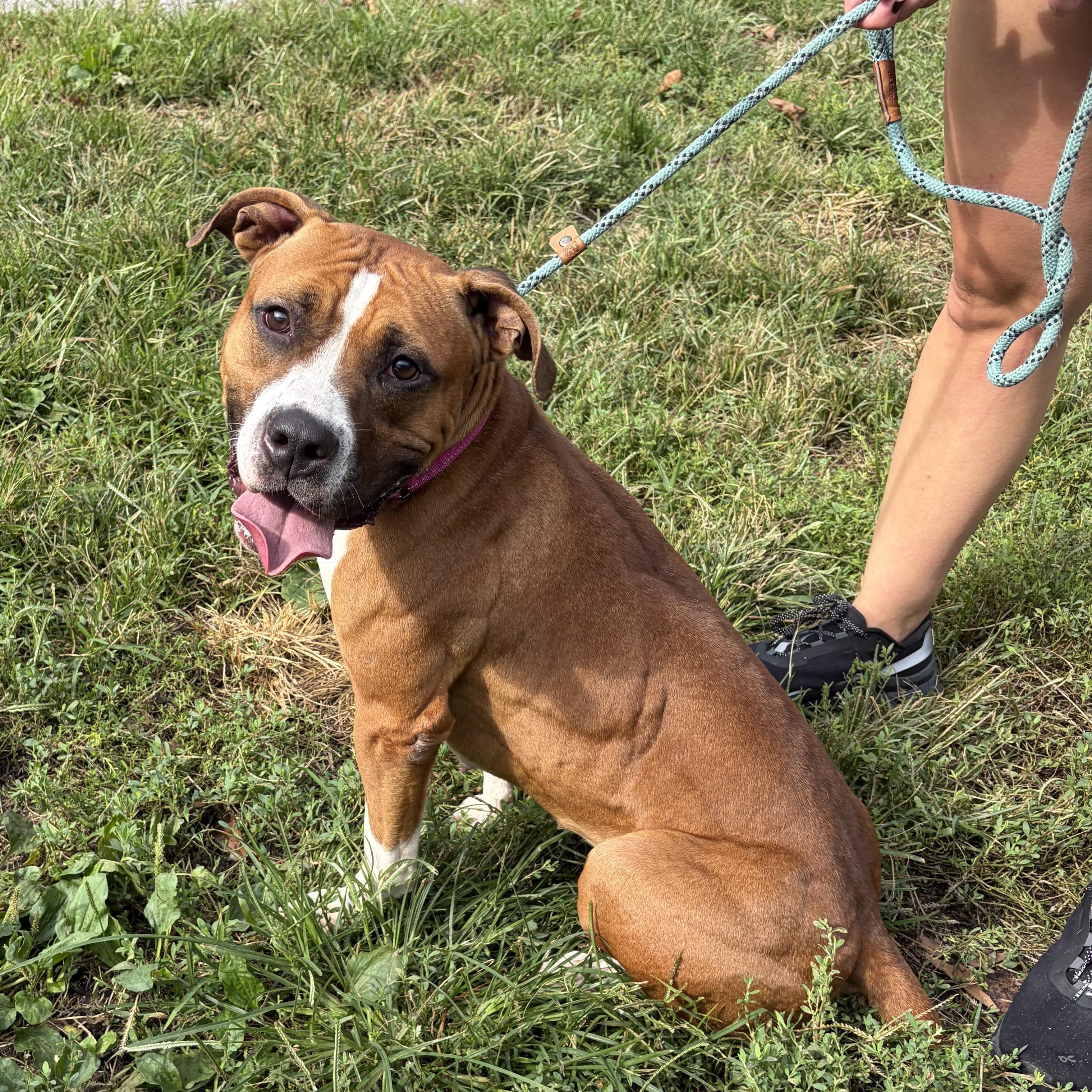 Enlarge Capri, a Adopted Mixed Breed in McKeesport, PA image 4/6