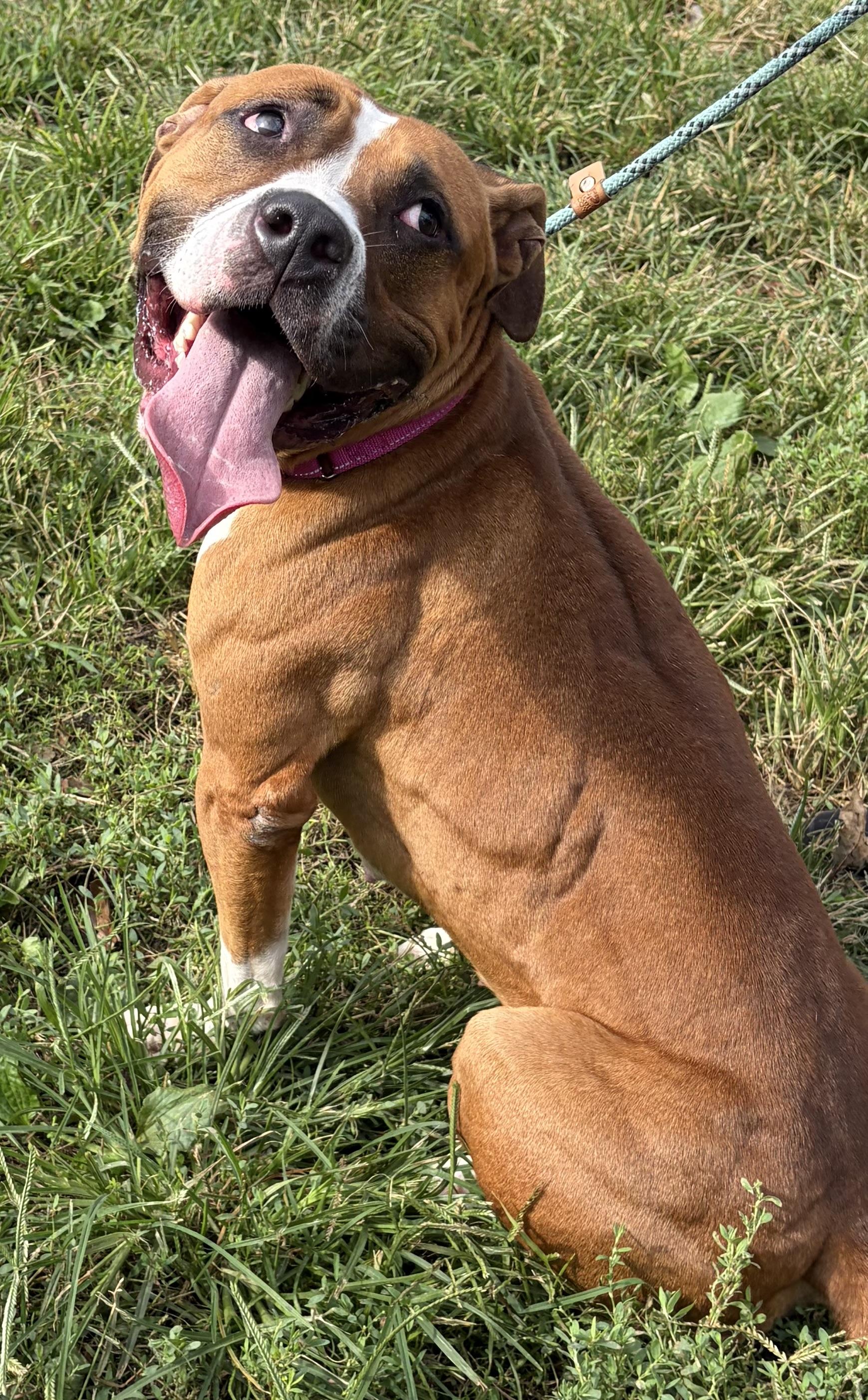 Enlarge Capri, a Adopted Mixed Breed in McKeesport, PA image 5/6