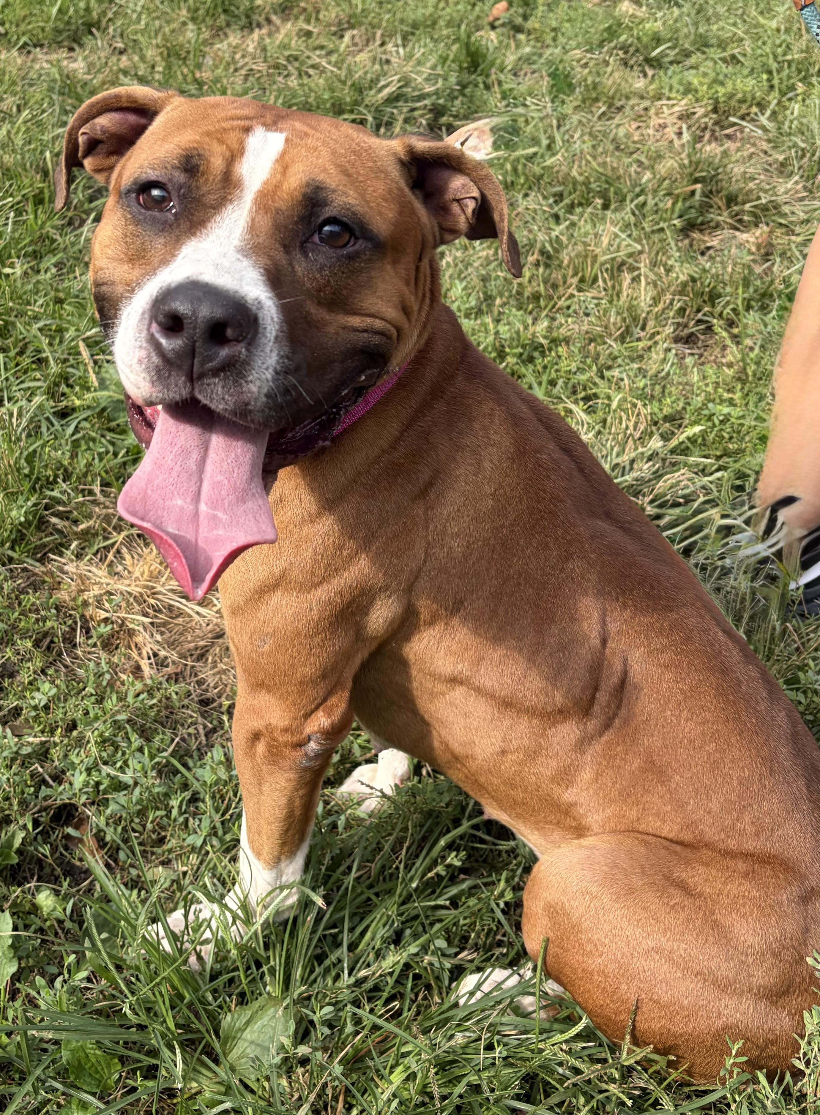 Enlarge Capri, a Adopted Mixed Breed in McKeesport, PA image 2/6