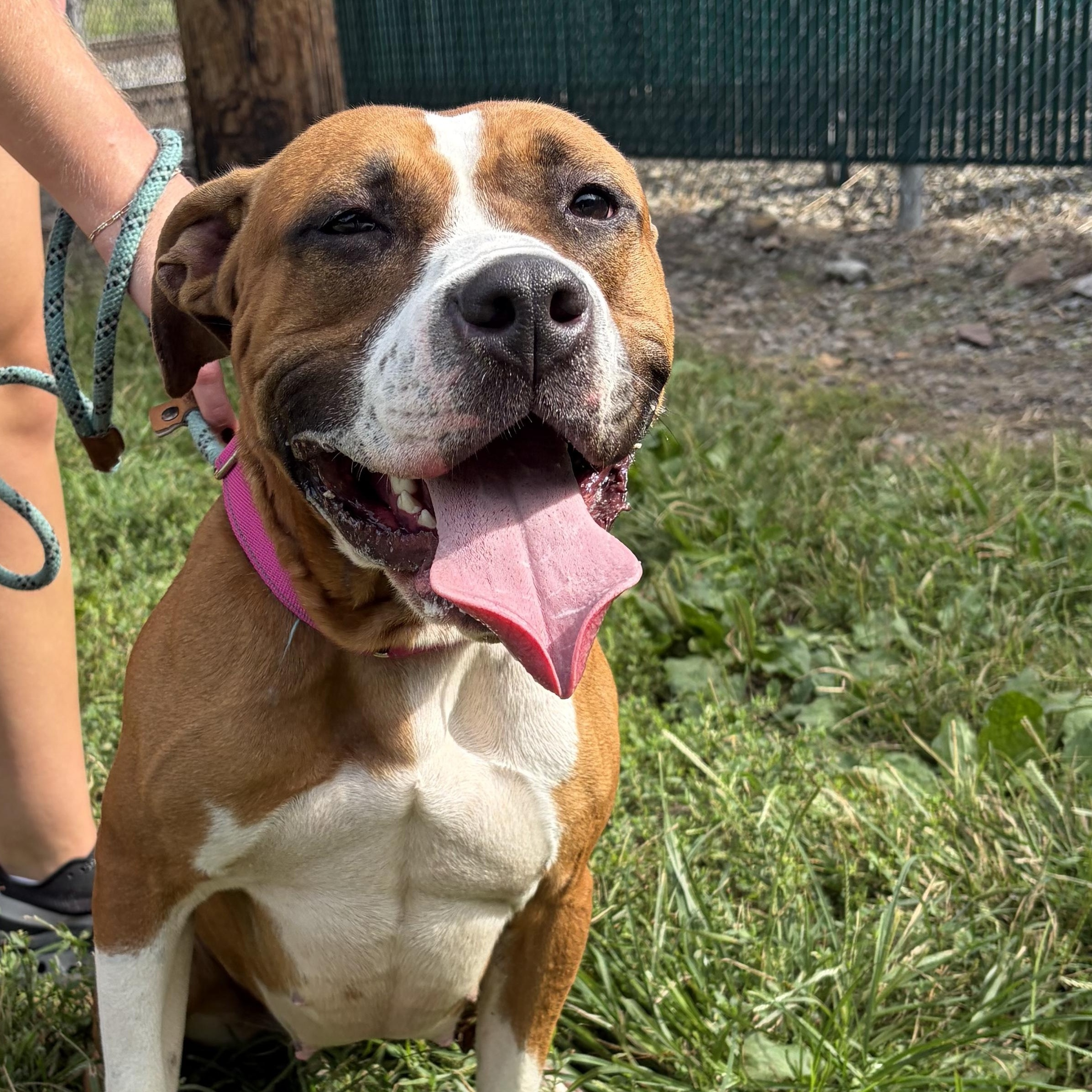 Enlarge Capri, a Adopted Mixed Breed in McKeesport, PA image 6/6