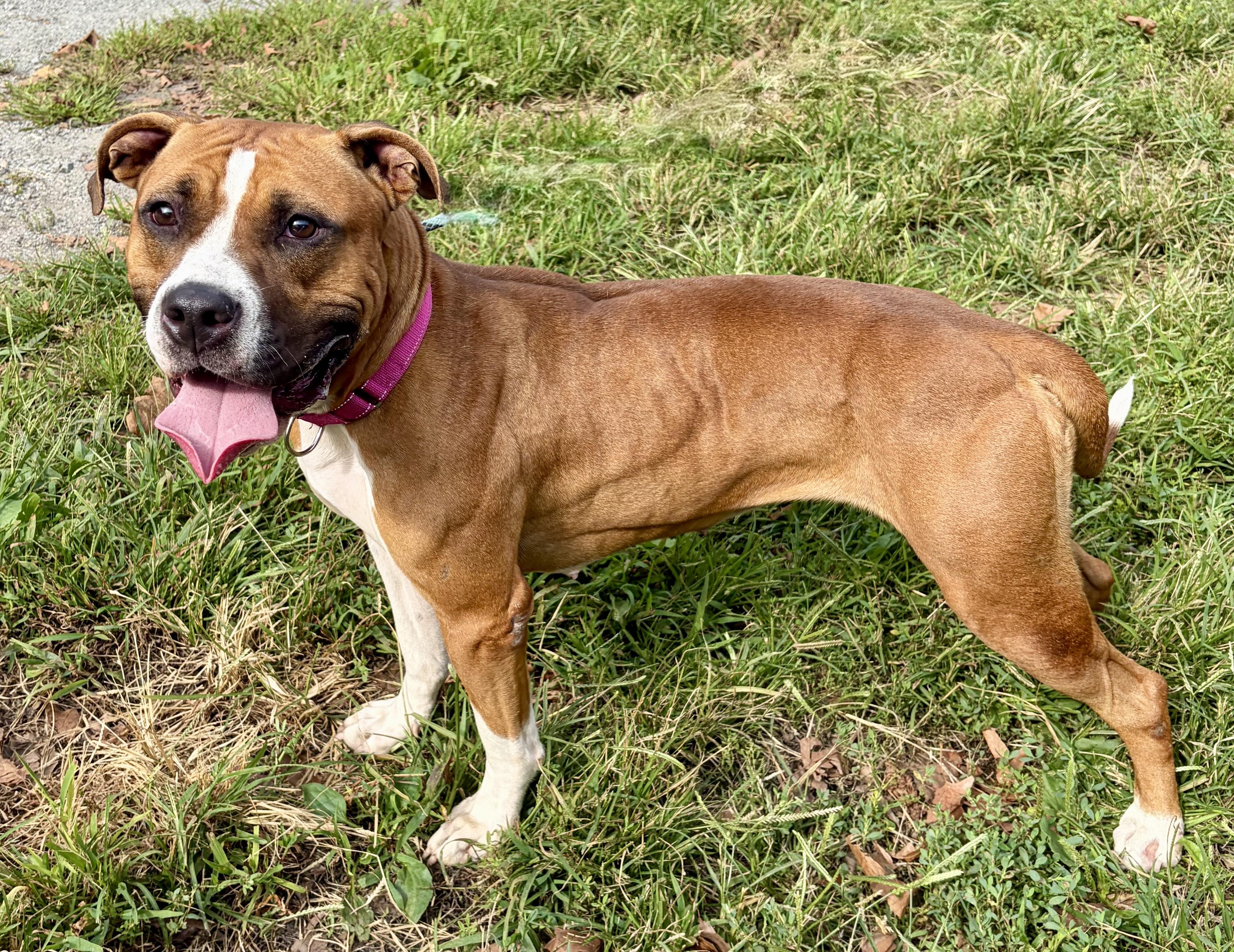 Enlarge Capri, a Adopted Mixed Breed in McKeesport, PA image 1/6