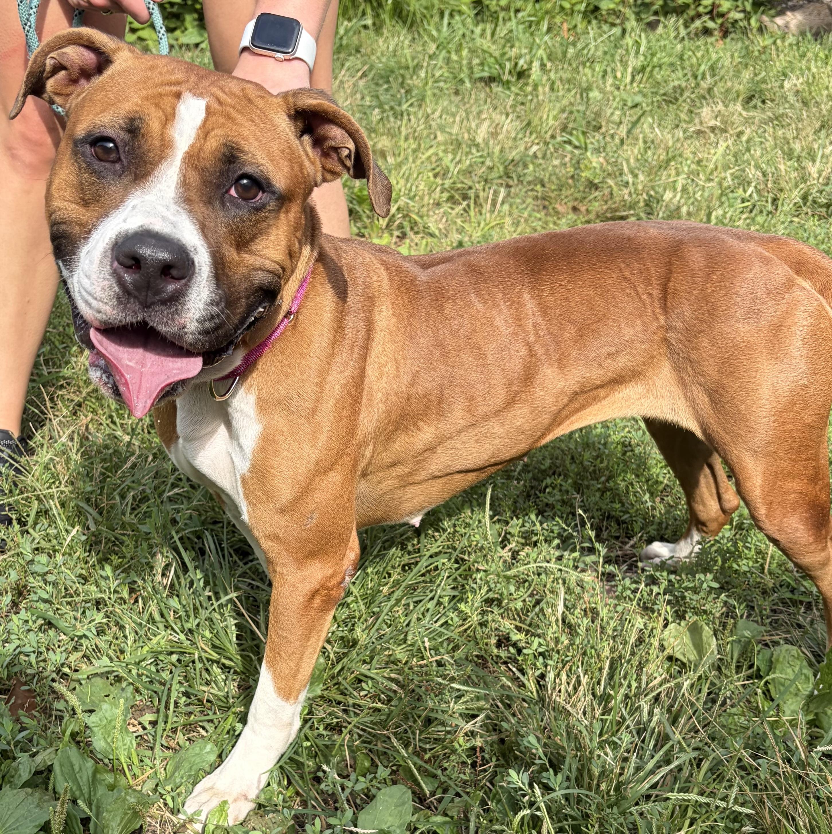 Enlarge Capri, a Adopted Mixed Breed in McKeesport, PA image 3/6