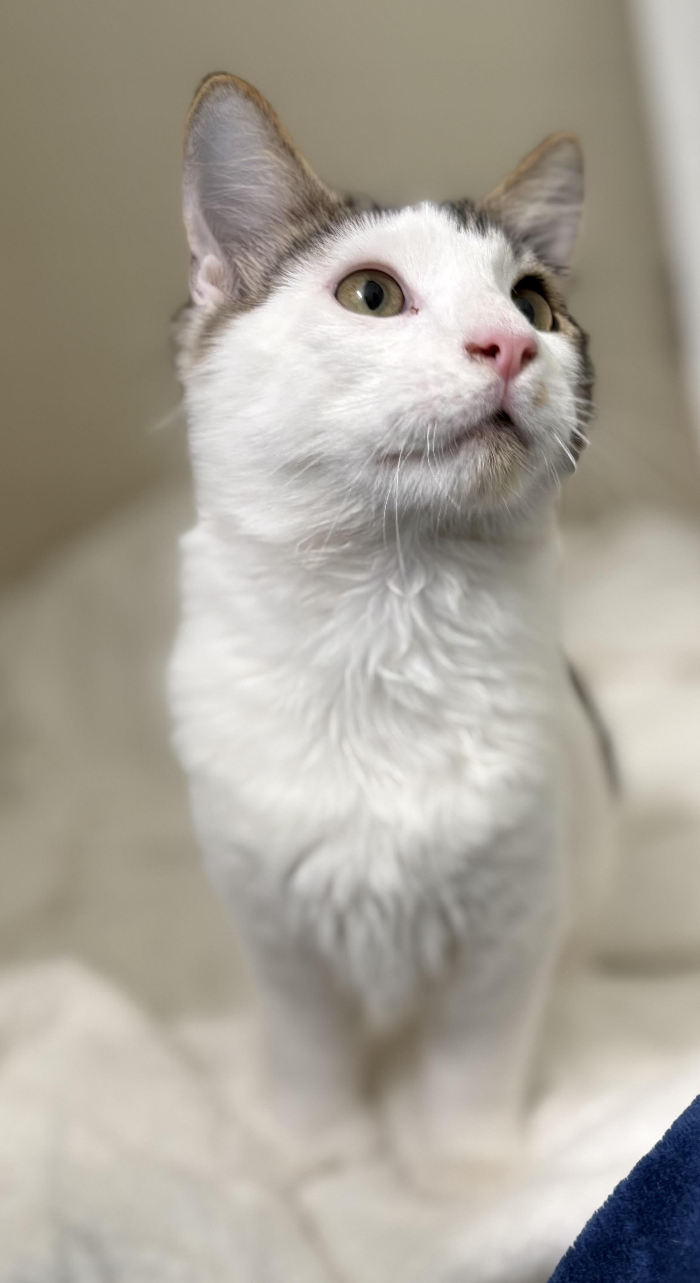 Enlarge Brinley, an adoptable Domestic Medium Hair in Brooksville, FL image 2/5