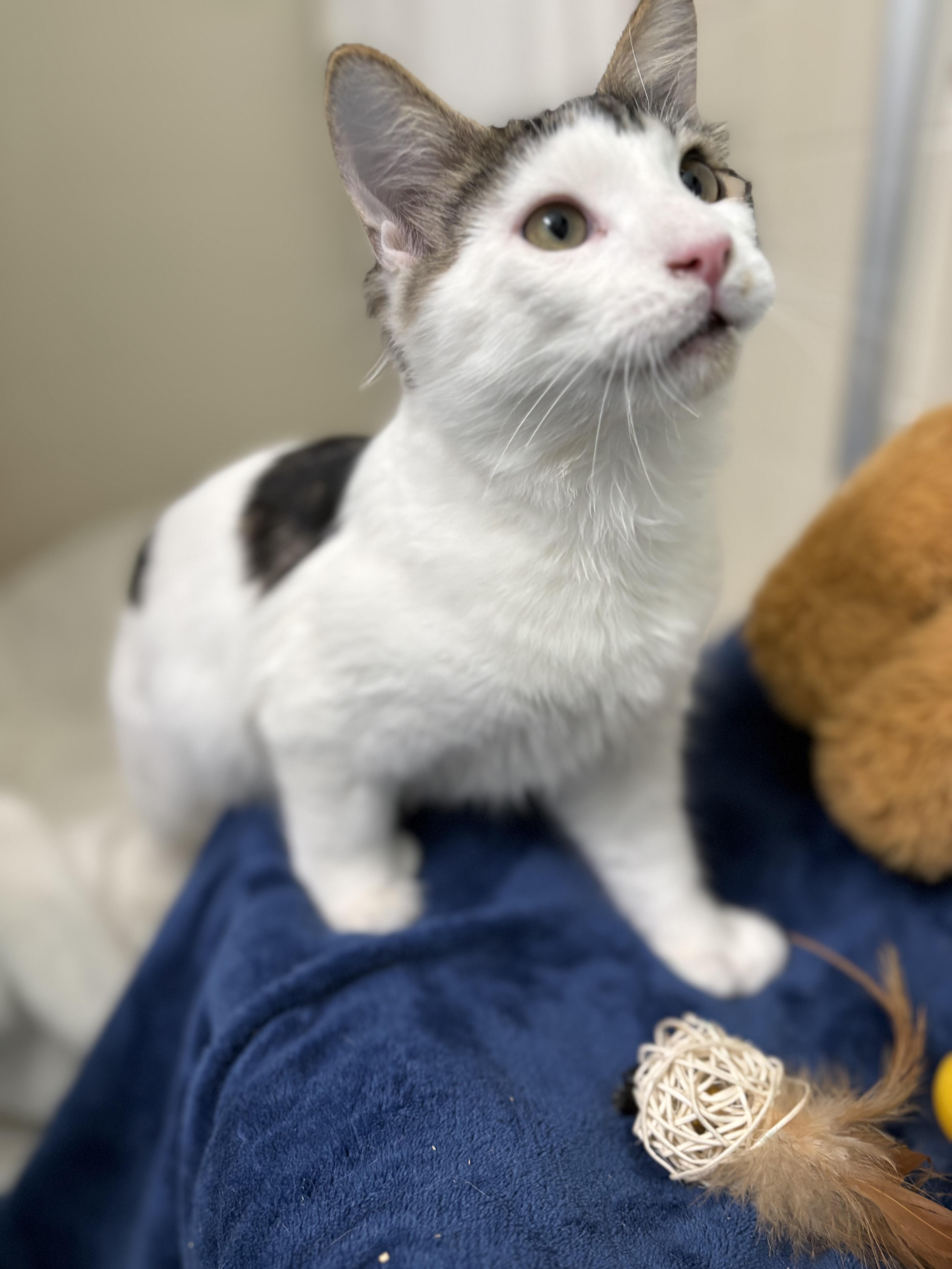 Enlarge Brinley, an adoptable Domestic Medium Hair in Brooksville, FL image 5/5