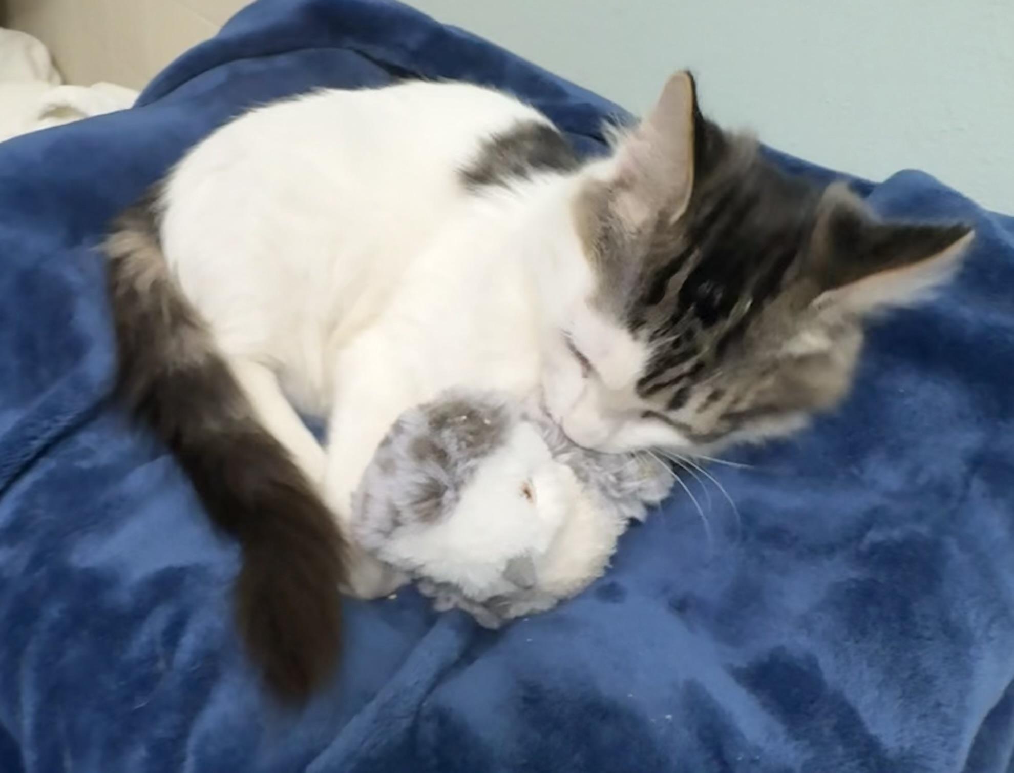 Enlarge Brinley, an adoptable Domestic Medium Hair in Brooksville, FL image 3/5