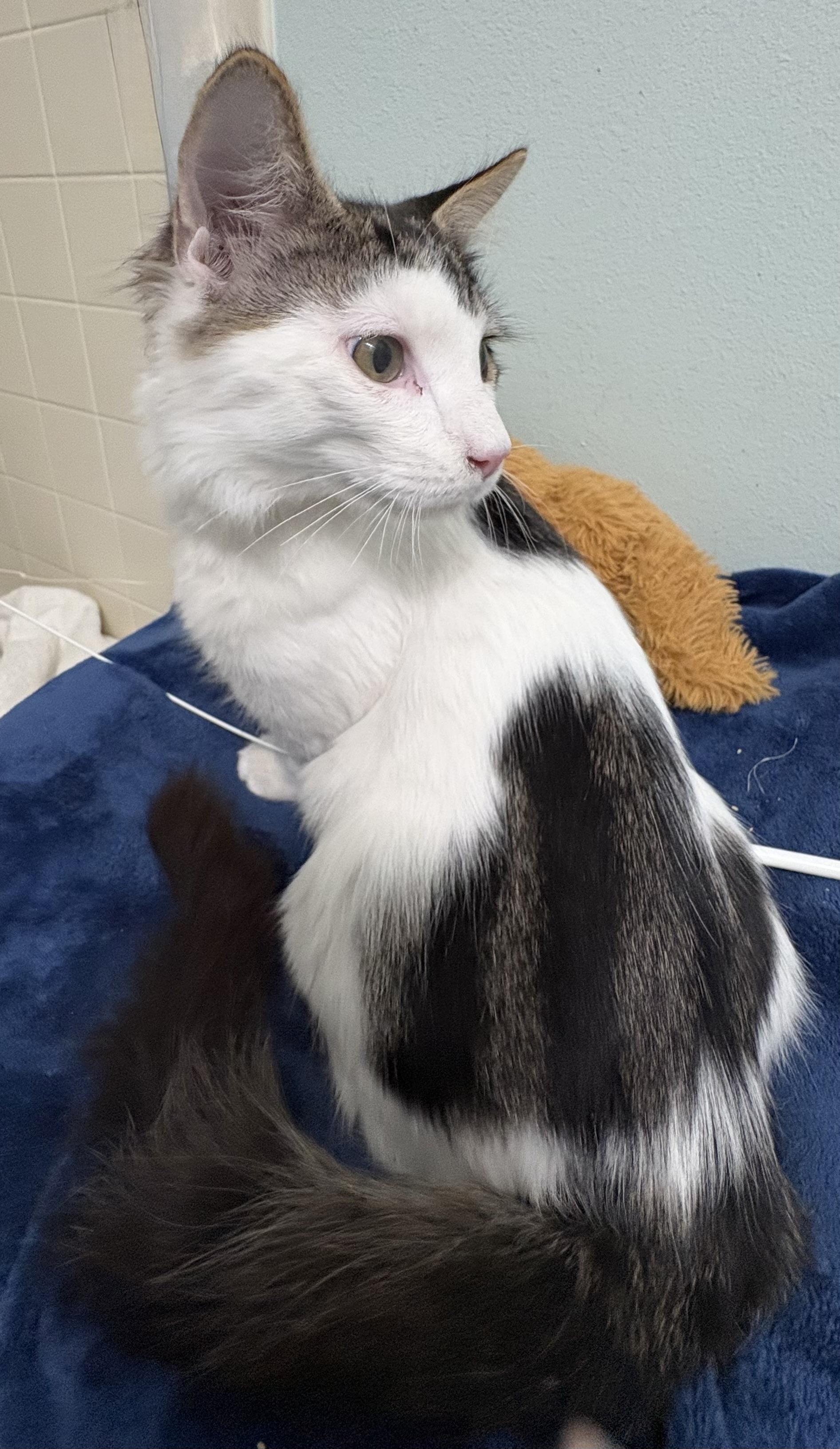 Enlarge Brinley, an adoptable Domestic Medium Hair in Brooksville, FL image 1/5