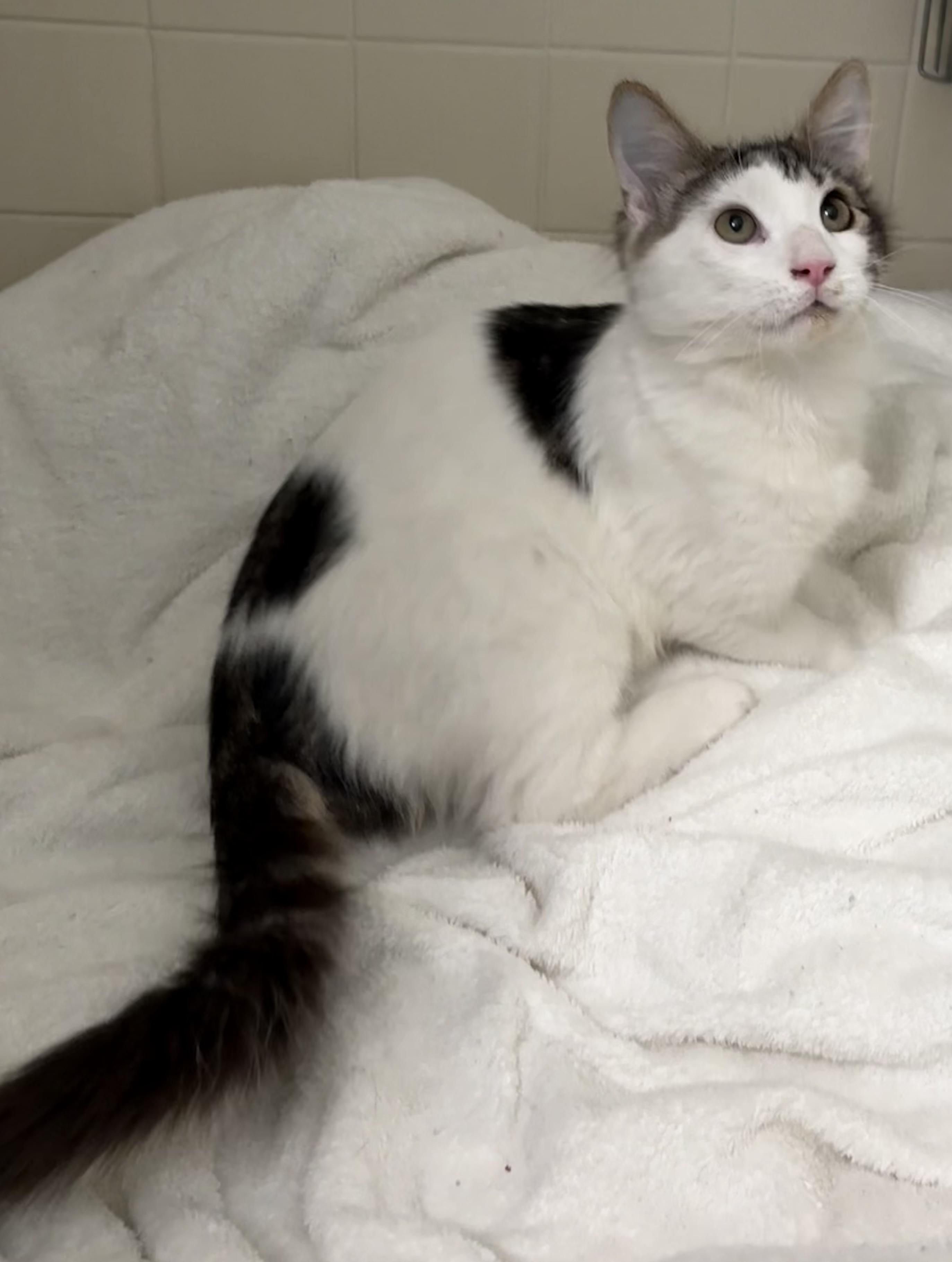 Enlarge Brinley, an adoptable Domestic Medium Hair in Brooksville, FL image 4/5