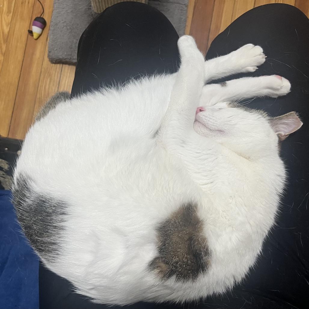 Hilo, Adoptable, Adult Male Domestic Short Hair.