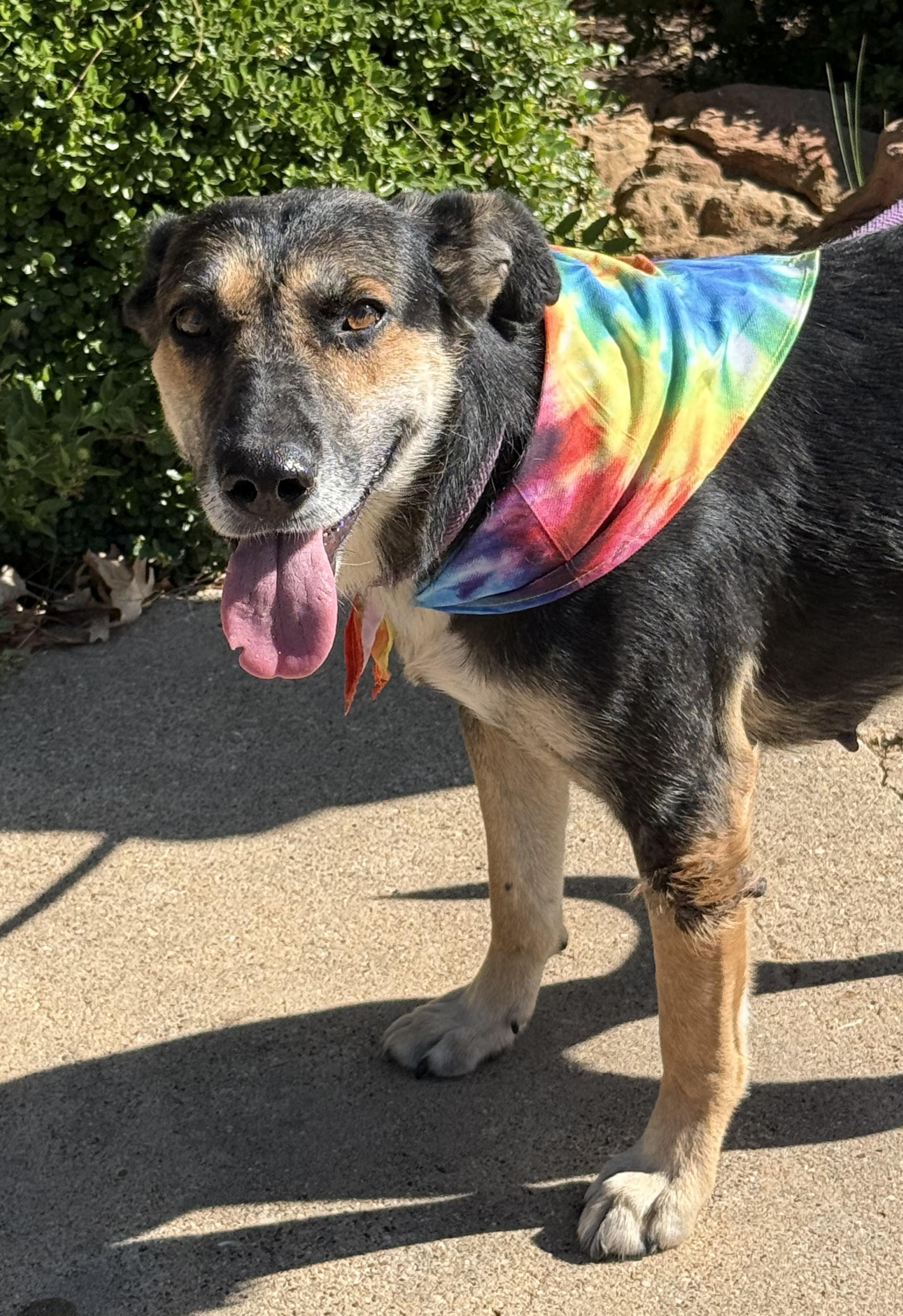 Enlarge GIRLY, a Adoptable mixed breed in Levelland, TX image 4/6