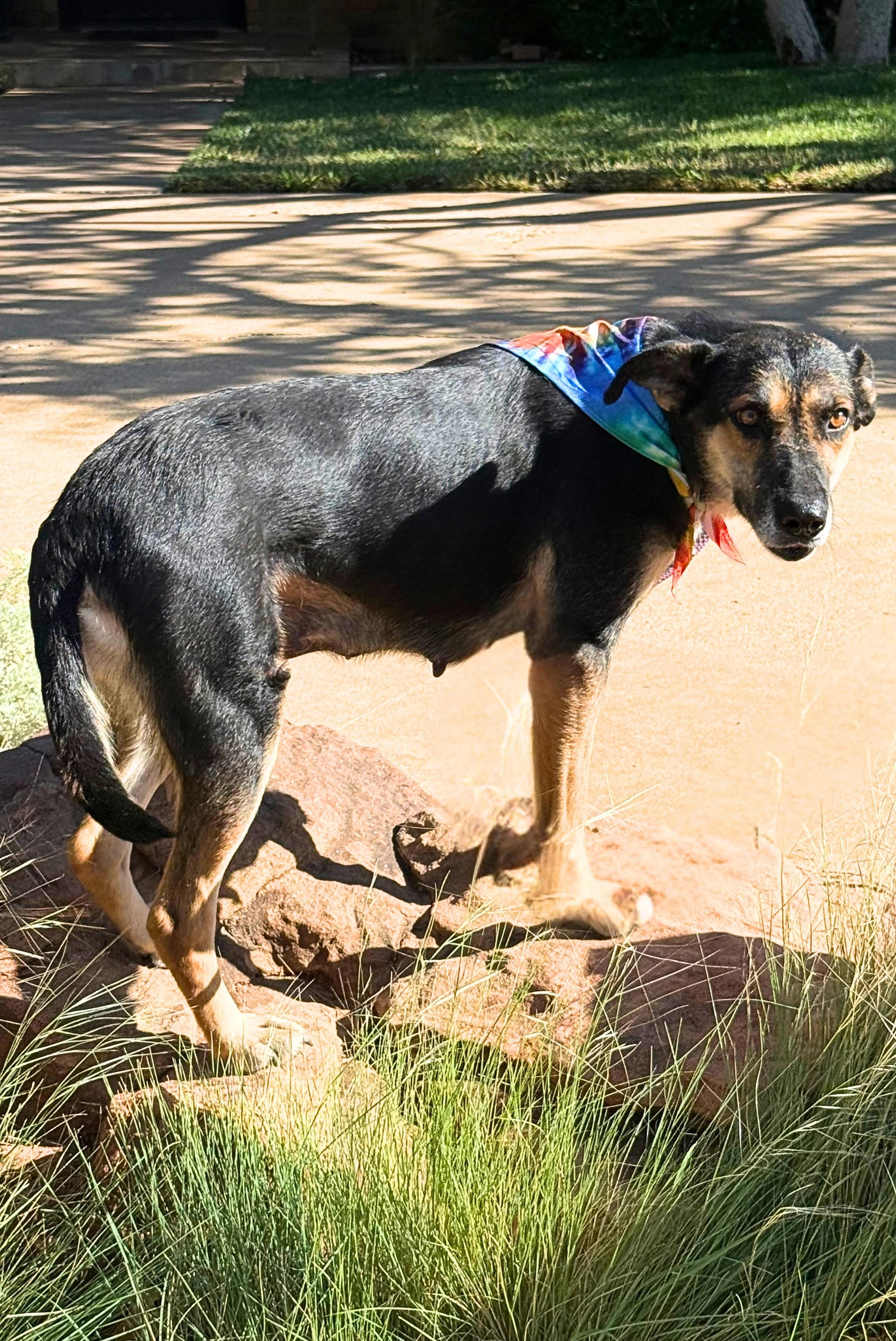 Enlarge GIRLY, a Adoptable mixed breed in Levelland, TX image 2/6