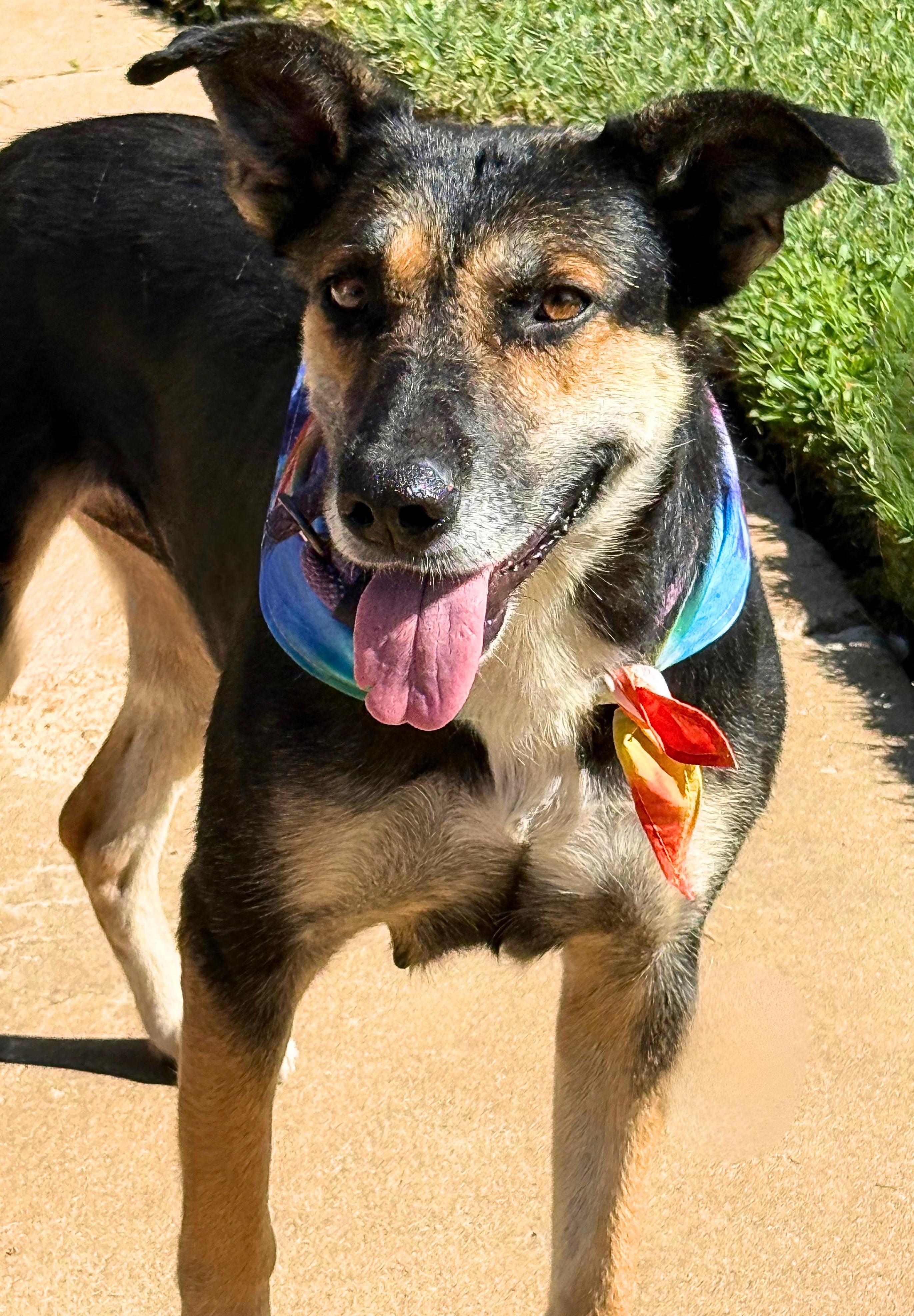 Enlarge GIRLY, a Adoptable mixed breed in Levelland, TX image 1/6