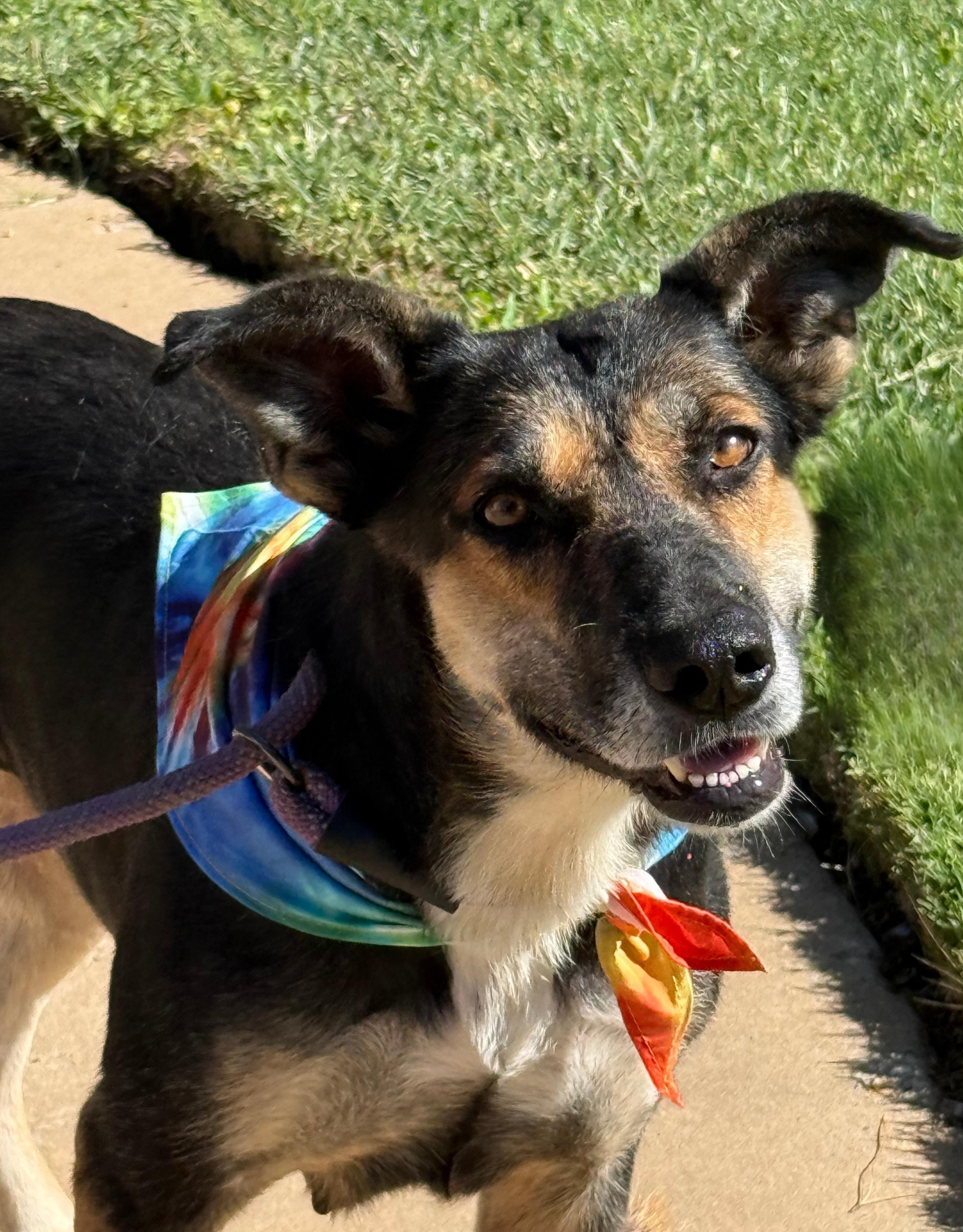Enlarge GIRLY, a Adoptable mixed breed in Levelland, TX image 3/6