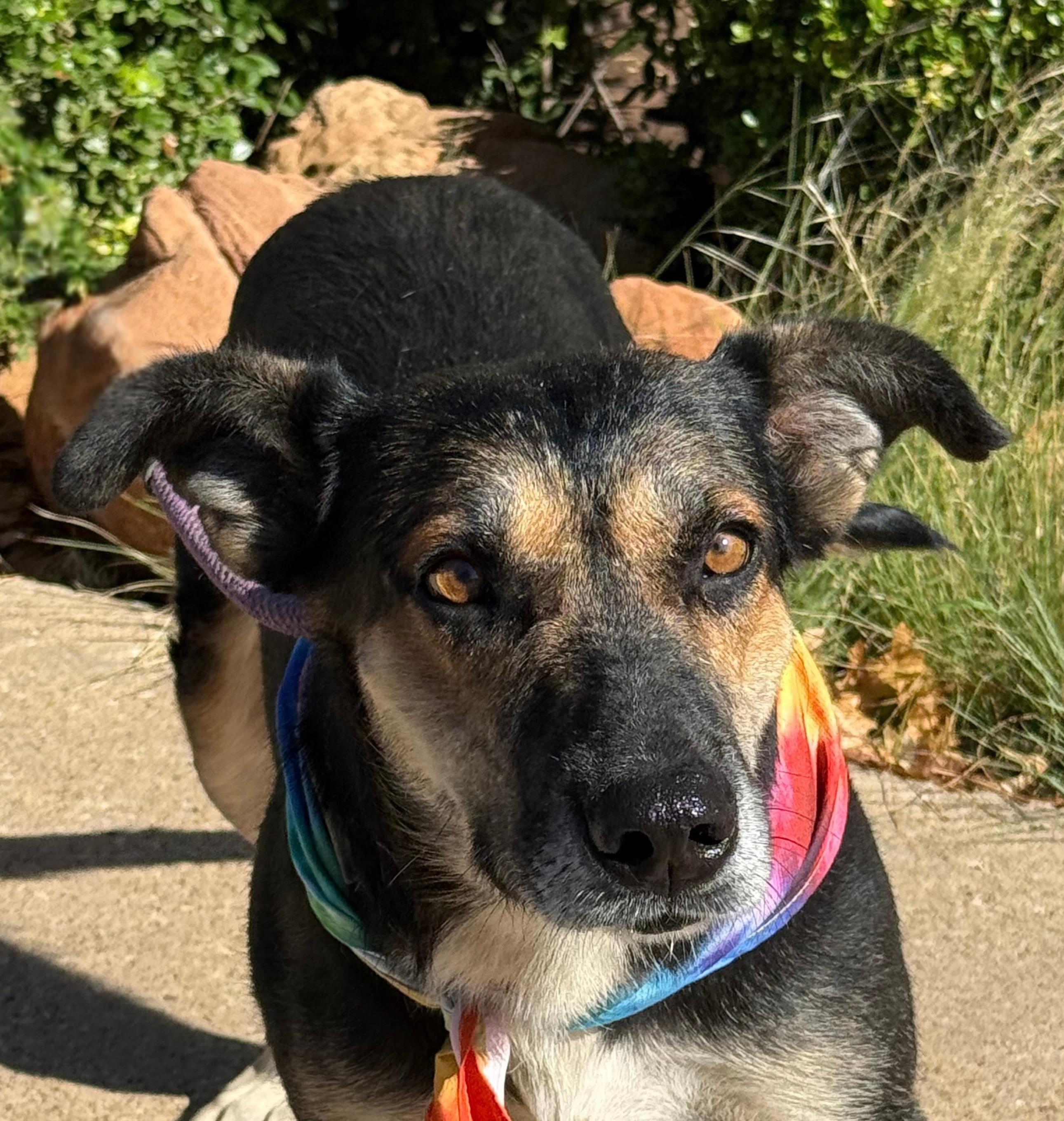 Enlarge GIRLY, a Adoptable mixed breed in Levelland, TX image 5/6