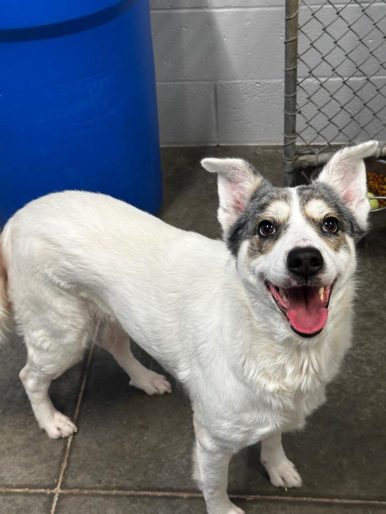 Enlarge Amber, a Adoptable Australian Cattle Dog / Blue Heeler in Newcastle, OK image 3/3