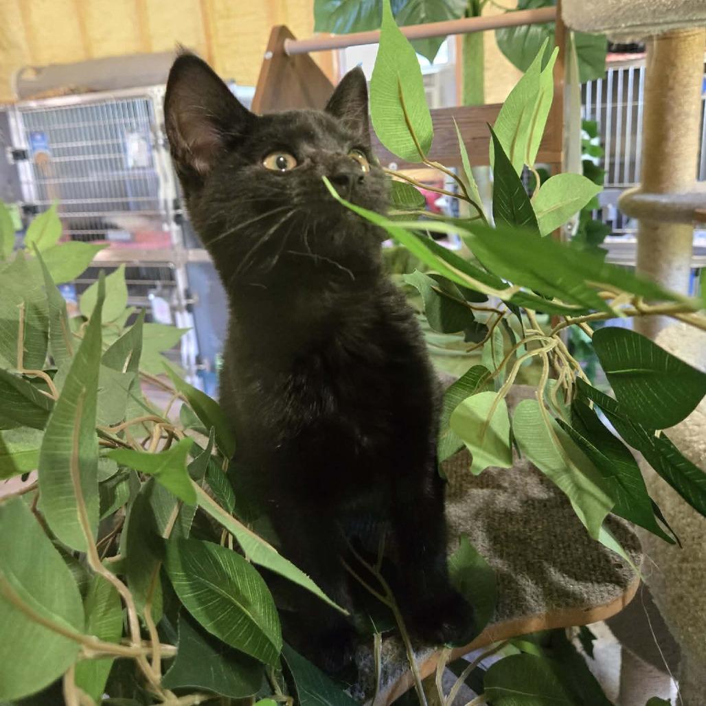 Nike, Adoptable, Kitten Female Domestic Short Hair.
