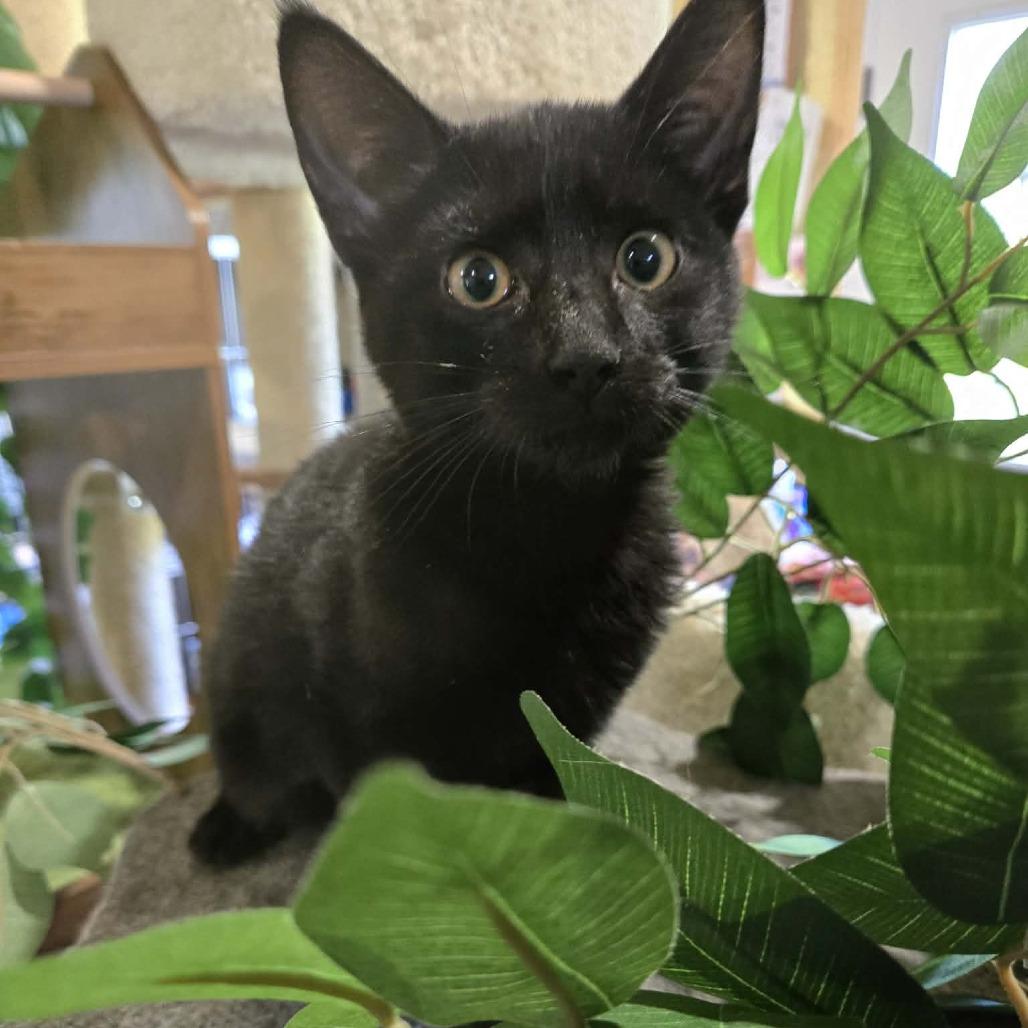Enlarge Nike, a Adoptable Domestic Short Hair in Park Falls, WI image 2/2