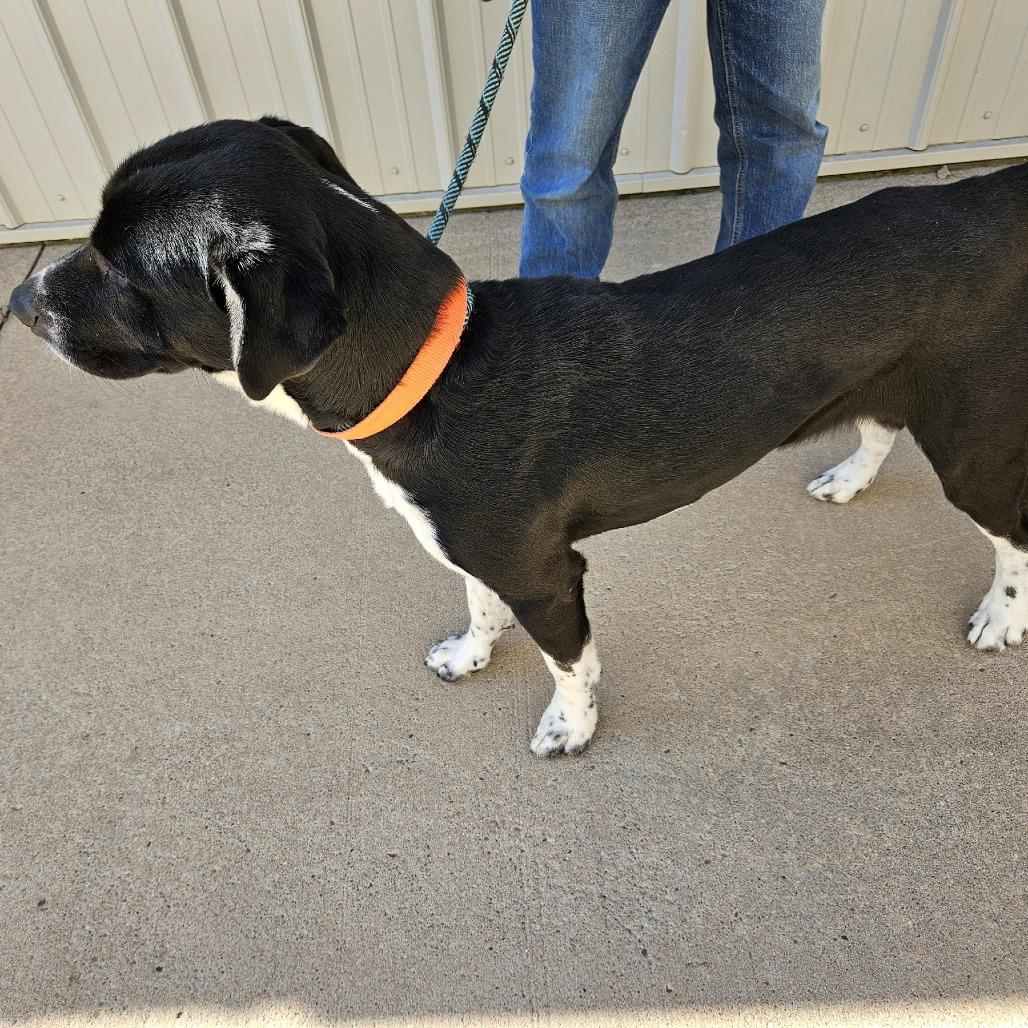 Enlarge Sgt Stubby, a Adoptable mixed breed in Kingman, KS image 1/4