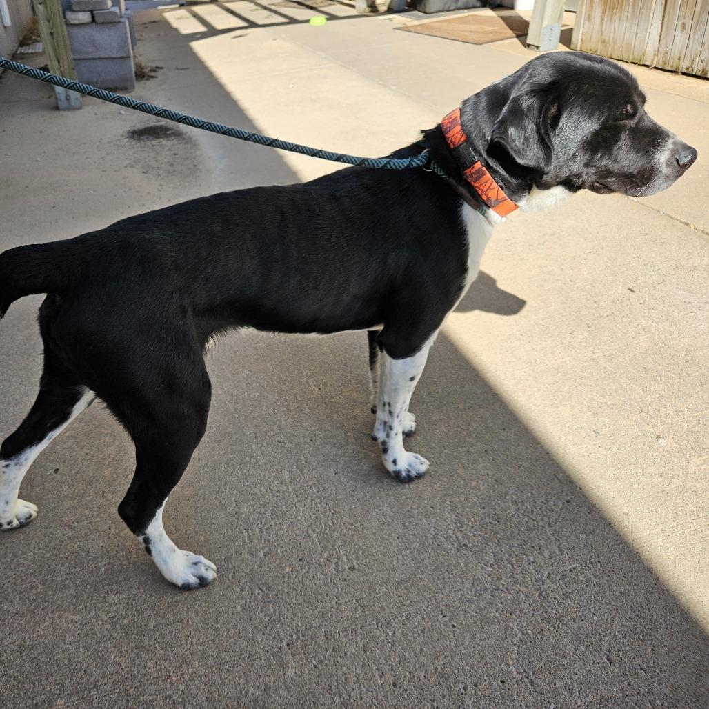 Enlarge Sgt Stubby, a Adoptable mixed breed in Kingman, KS image 2/4
