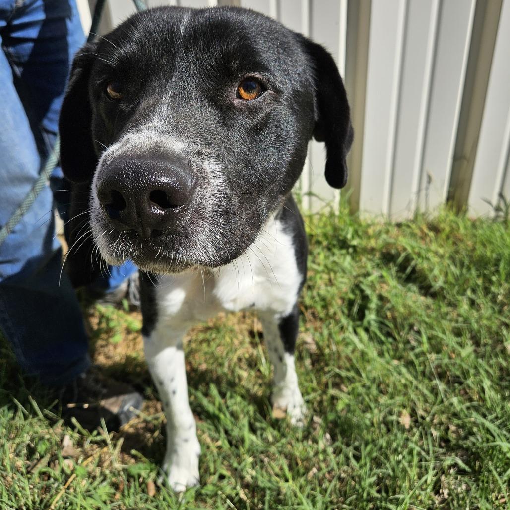 Enlarge Sgt Stubby, a Adoptable mixed breed in Kingman, KS image 3/4