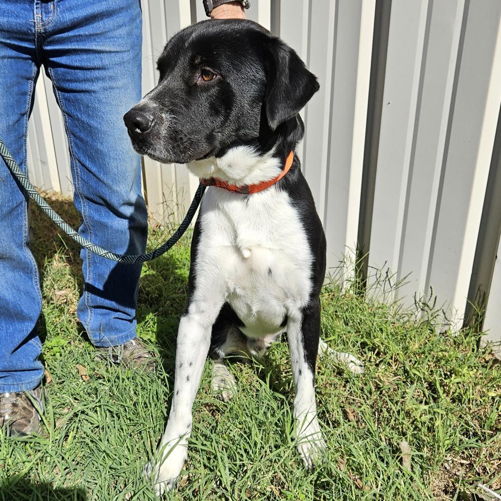 Enlarge Sgt Stubby, a Adoptable mixed breed in Kingman, KS image 4/4