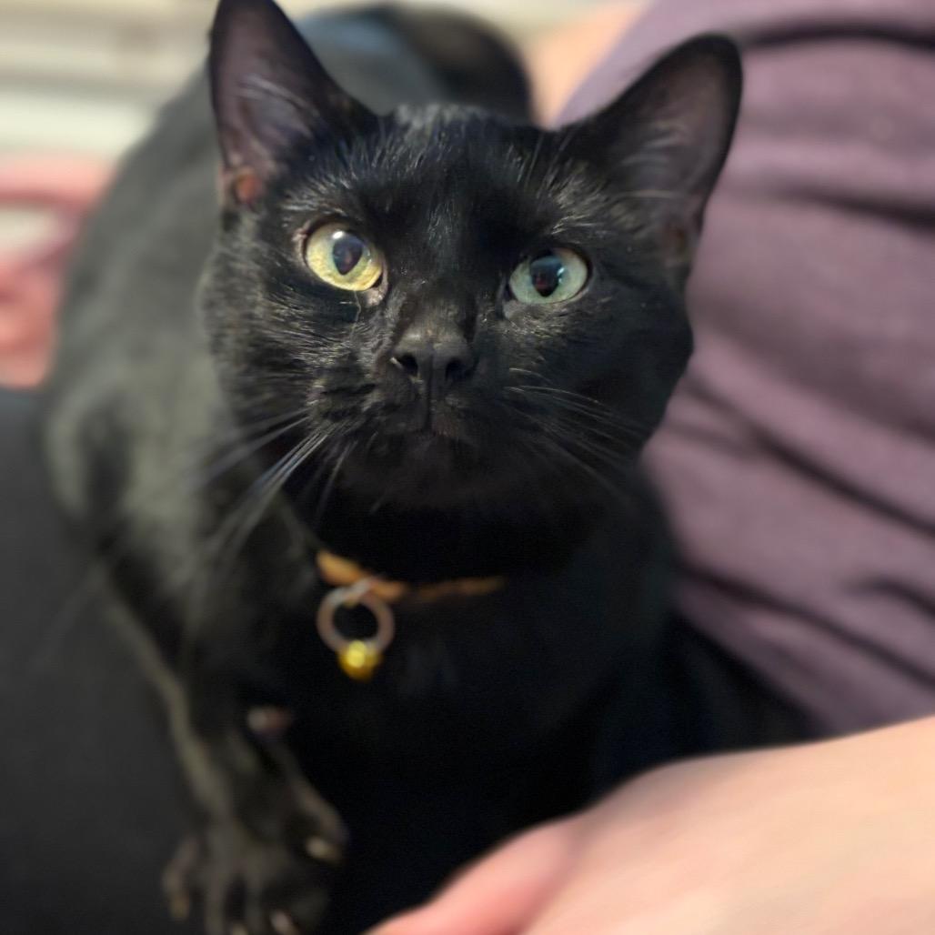 Enlarge Jane (Miss New Pootie), a Adoptable Domestic Short Hair in Rocky Mount, VA image 1/6