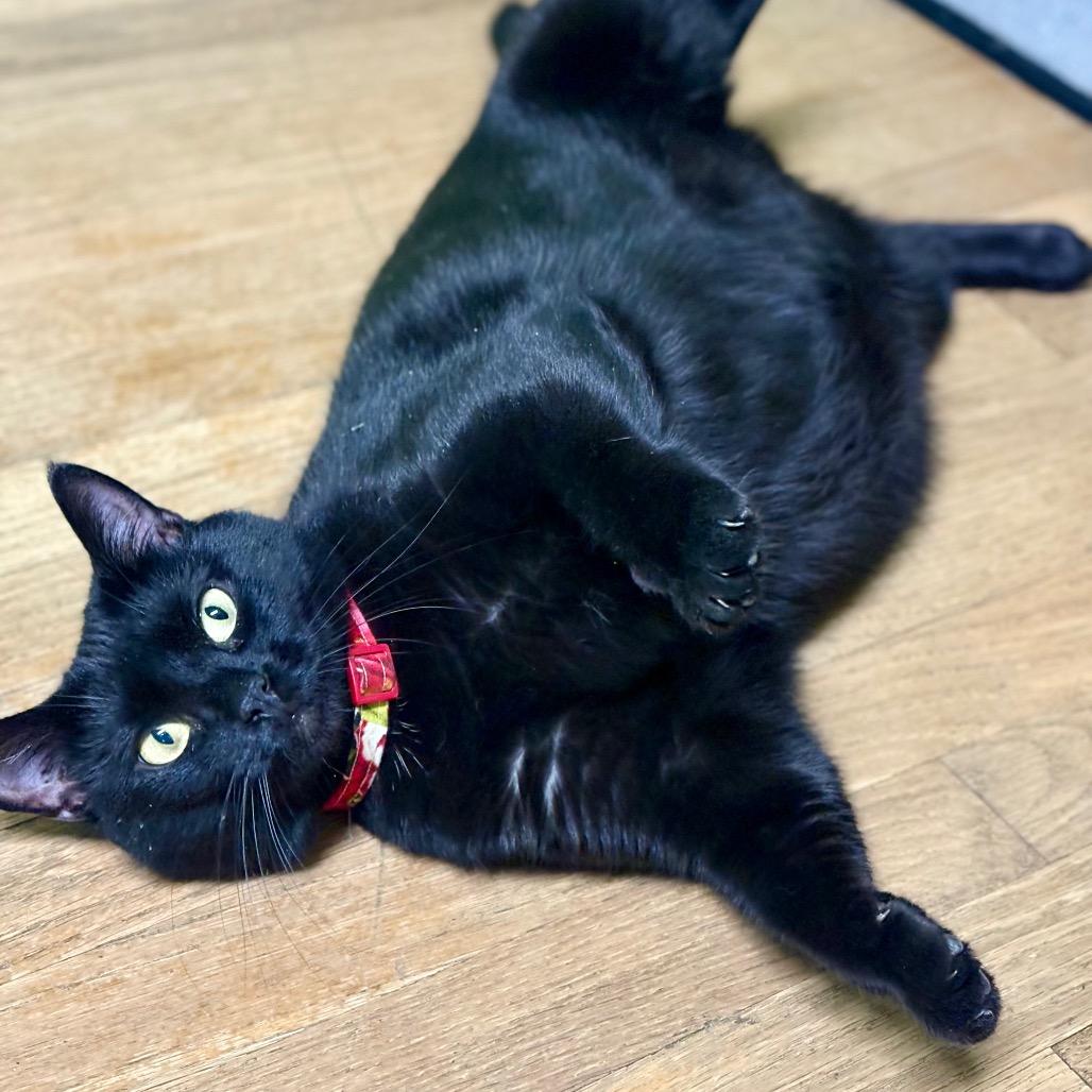 Enlarge Jane (Miss New Pootie), a Adoptable Domestic Short Hair in Rocky Mount, VA image 2/6