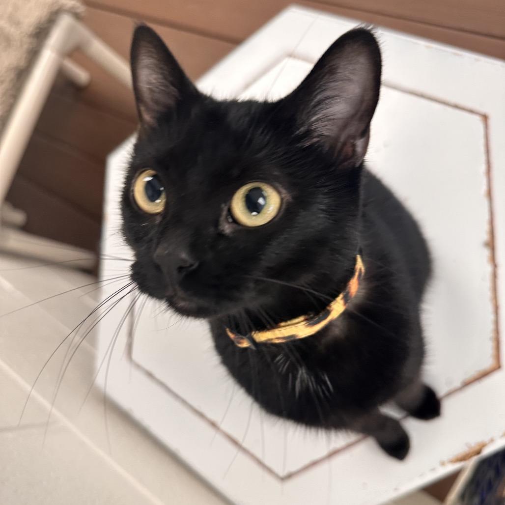 Enlarge Jane (Miss New Pootie), a Adoptable Domestic Short Hair in Rocky Mount, VA image 3/6