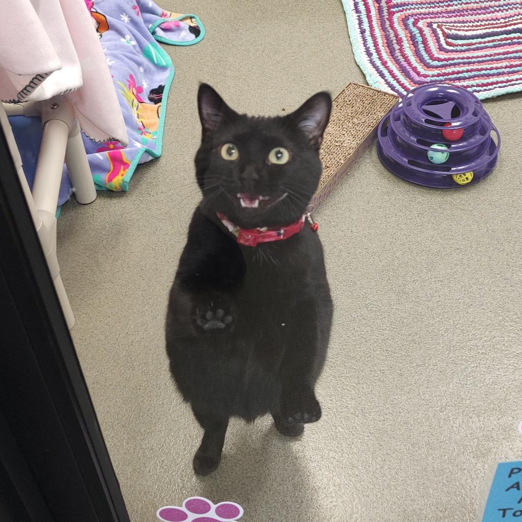 Enlarge Jane (Miss New Pootie), a Adoptable Domestic Short Hair in Rocky Mount, VA image 4/6