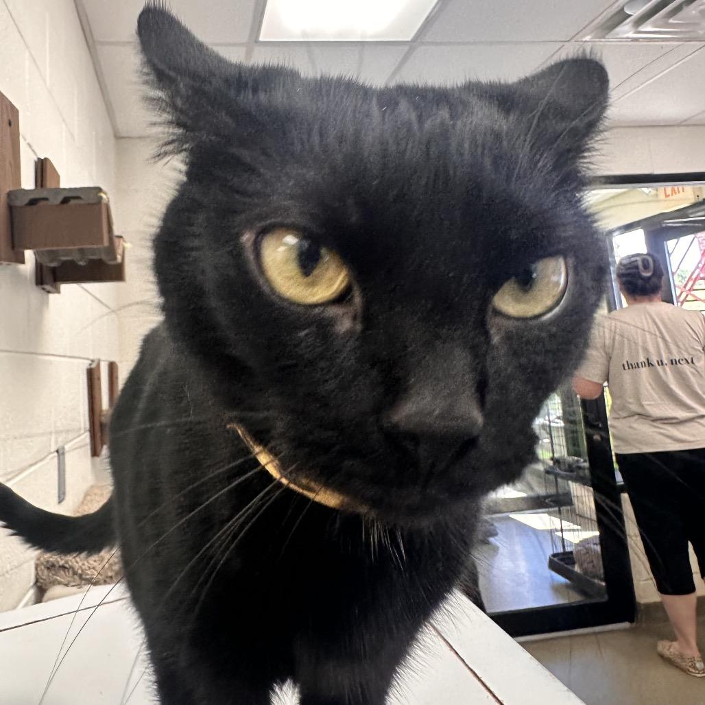 Enlarge Jane (Miss New Pootie), a Adoptable Domestic Short Hair in Rocky Mount, VA image 5/6