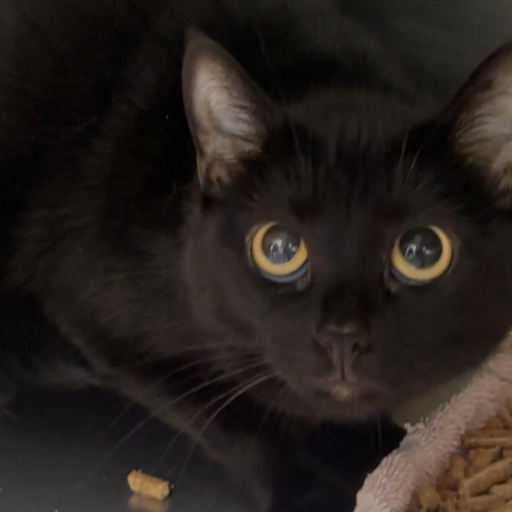 Enlarge Jane (Miss New Pootie), a Adoptable Domestic Short Hair in Rocky Mount, VA image 6/6