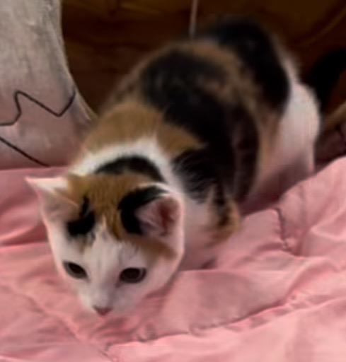 Nugget ( Daisy ), Adopted, Young Female Domestic Short Hair.