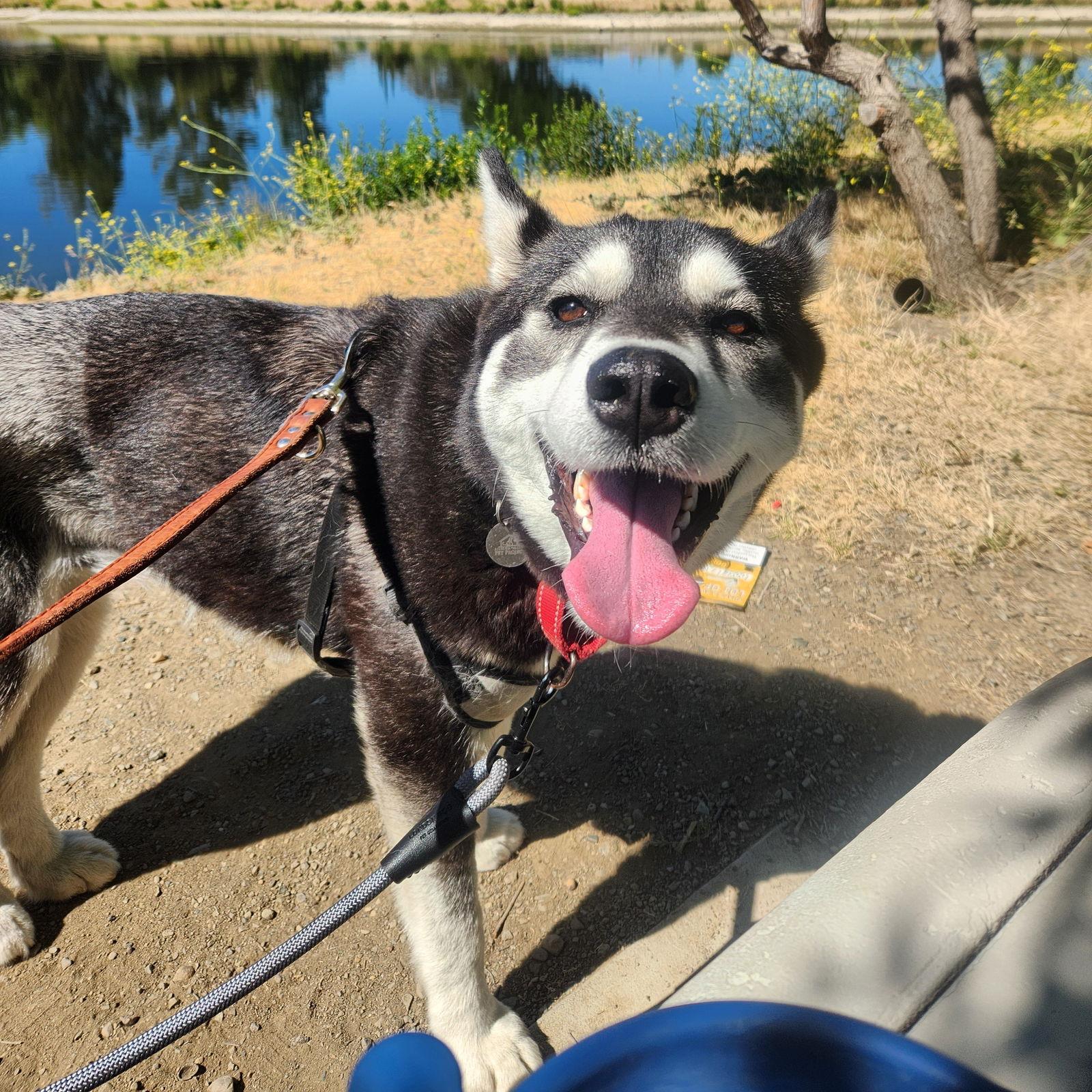 Brandy, Adopted, Adult Female Husky.