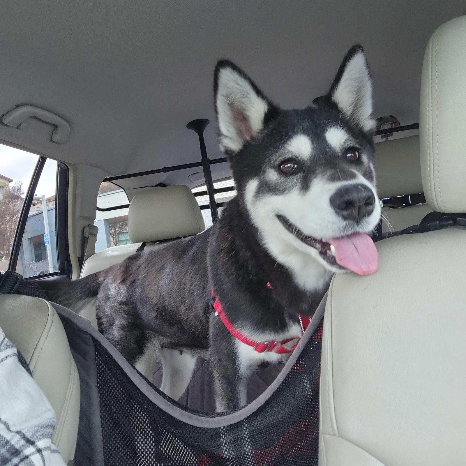 Enlarge Brandy, a Adopted Husky in San Jose, CA image 2/3